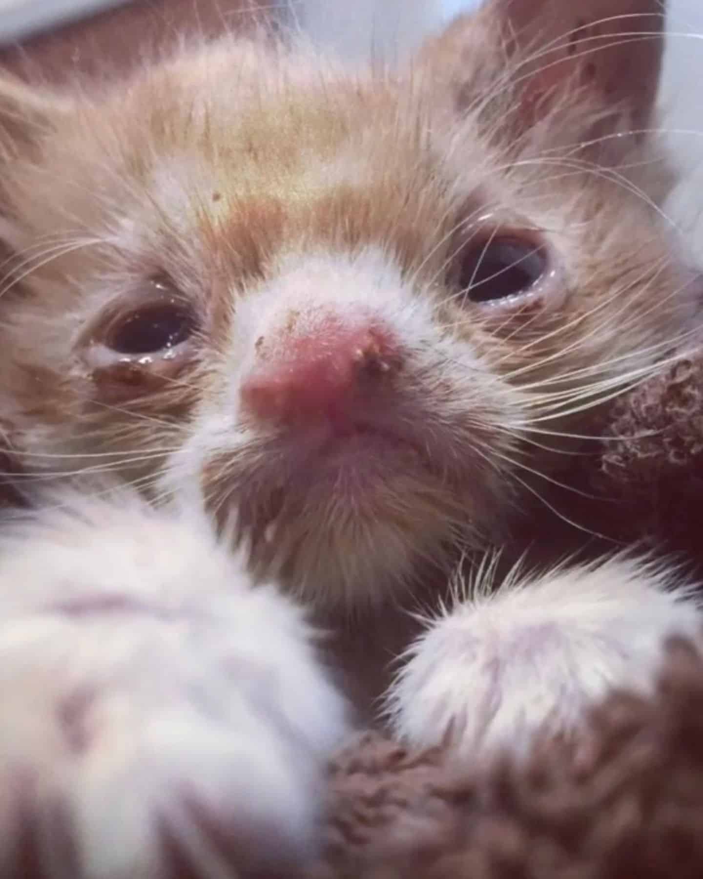 close-up photo of kitten with deformities