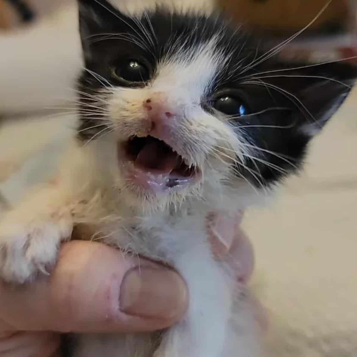 close-up photo of the screaming kitten