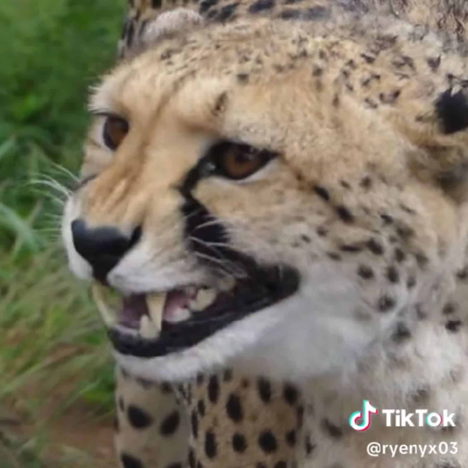 close-up photo of wild cheetah