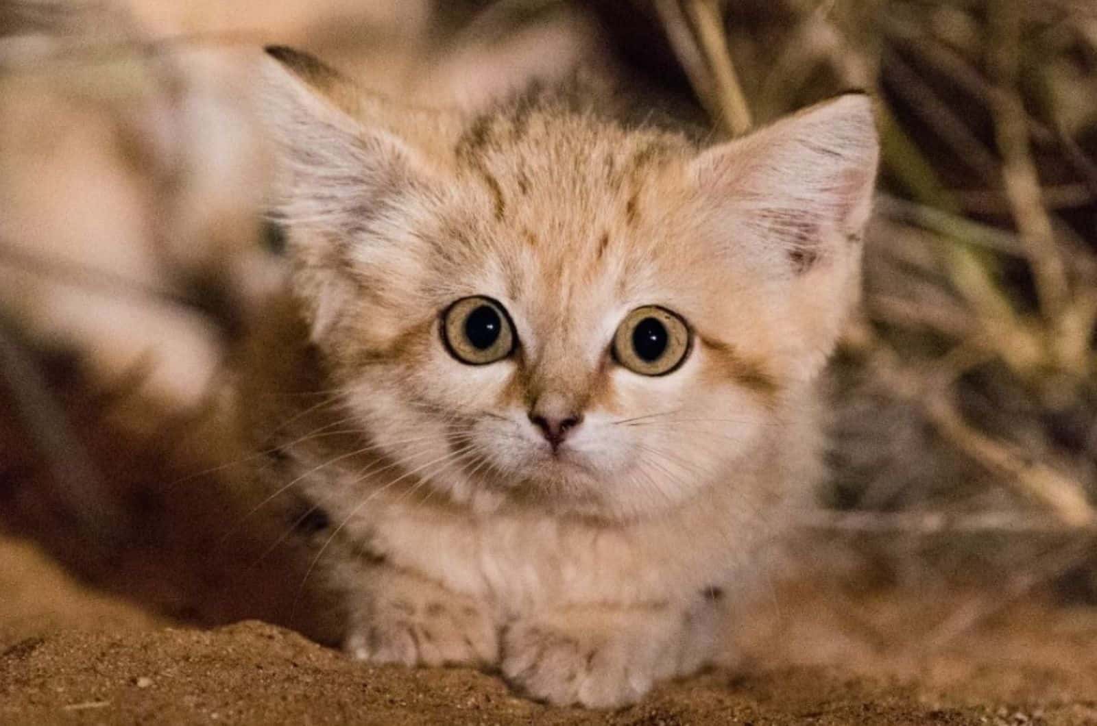 close view of cute sand kitten