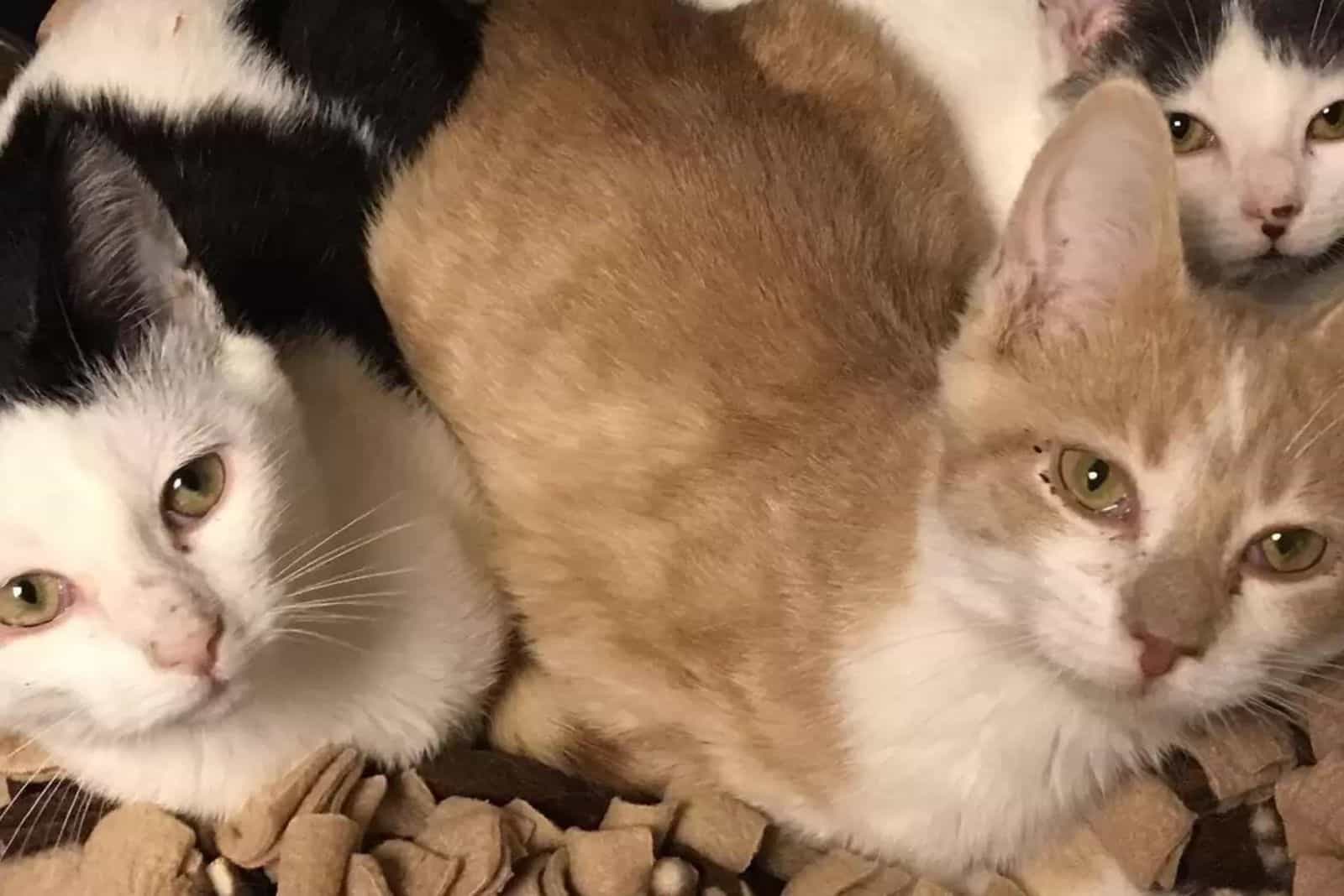 close view of three cats