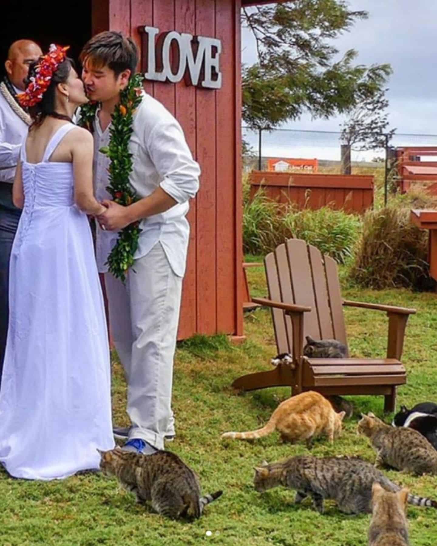 couple getting married with cats by their side
