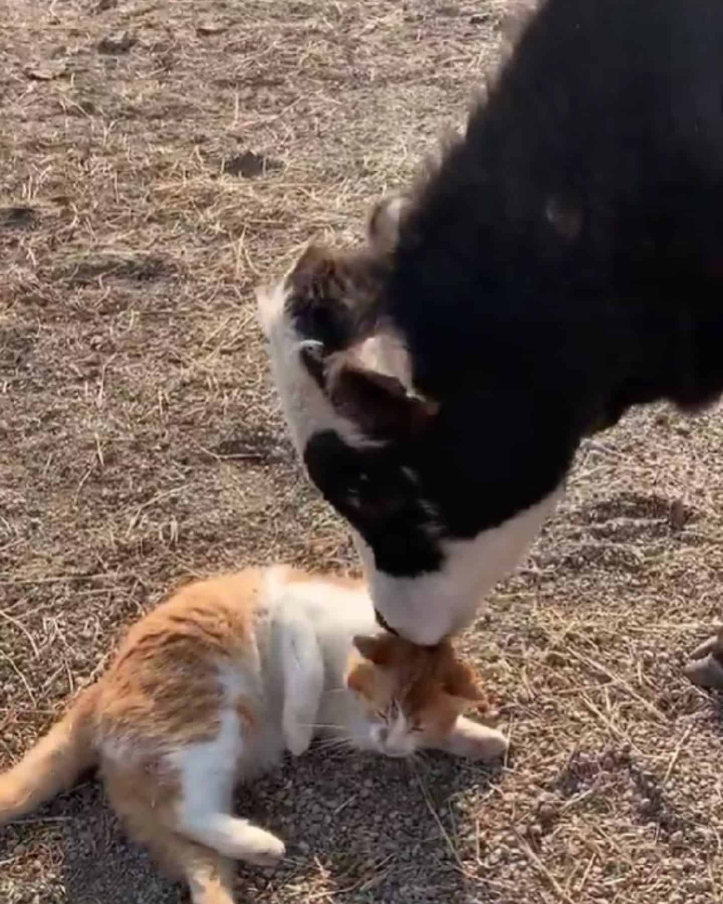 cow licking cat