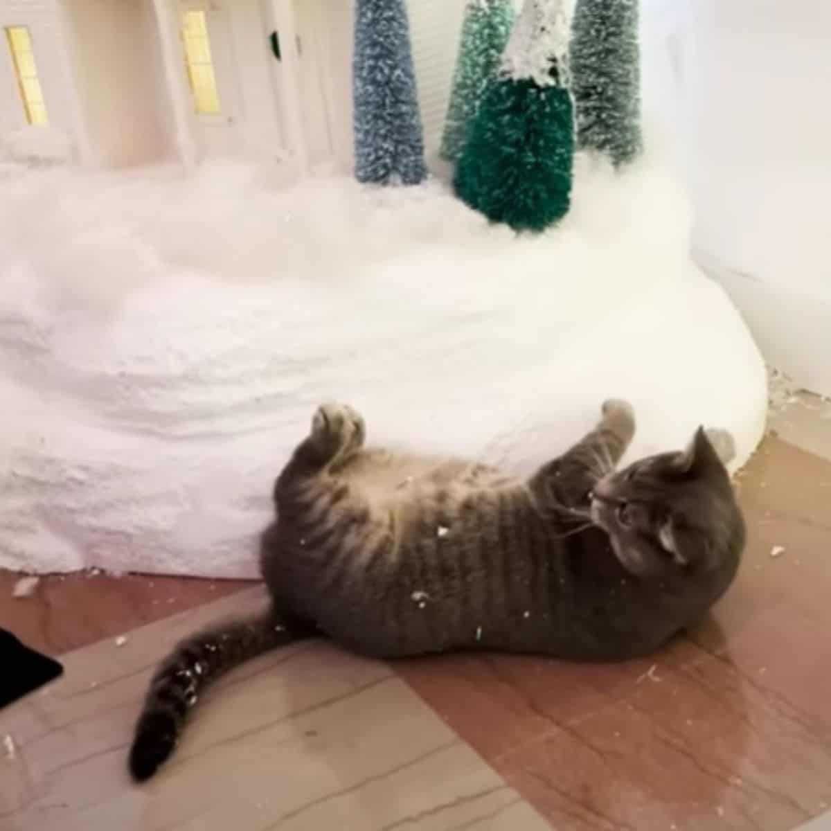 cute cat playing with fake snow