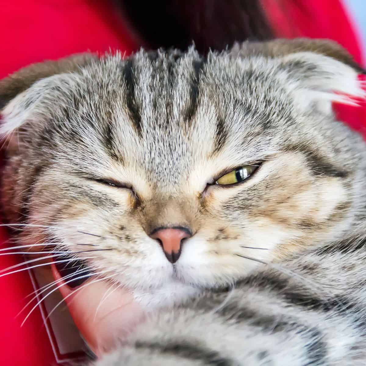 cute cat with one eye closed