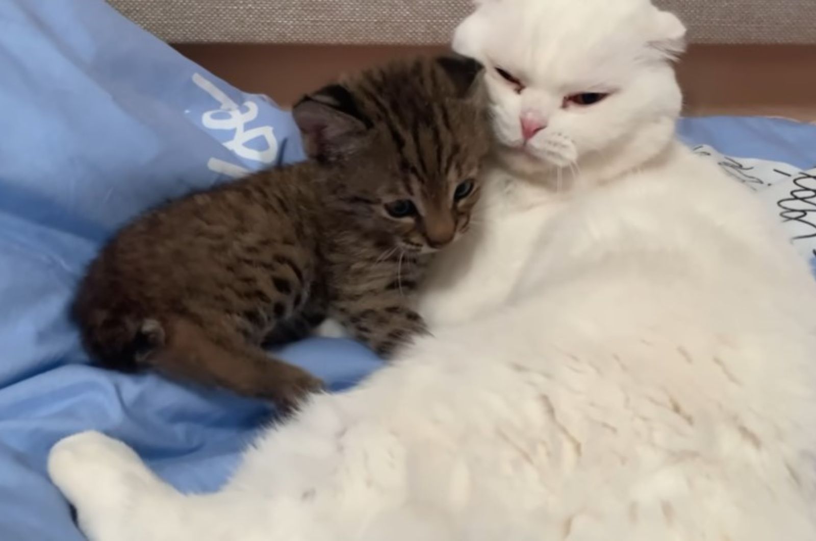 cute kitten and white cat laying together
