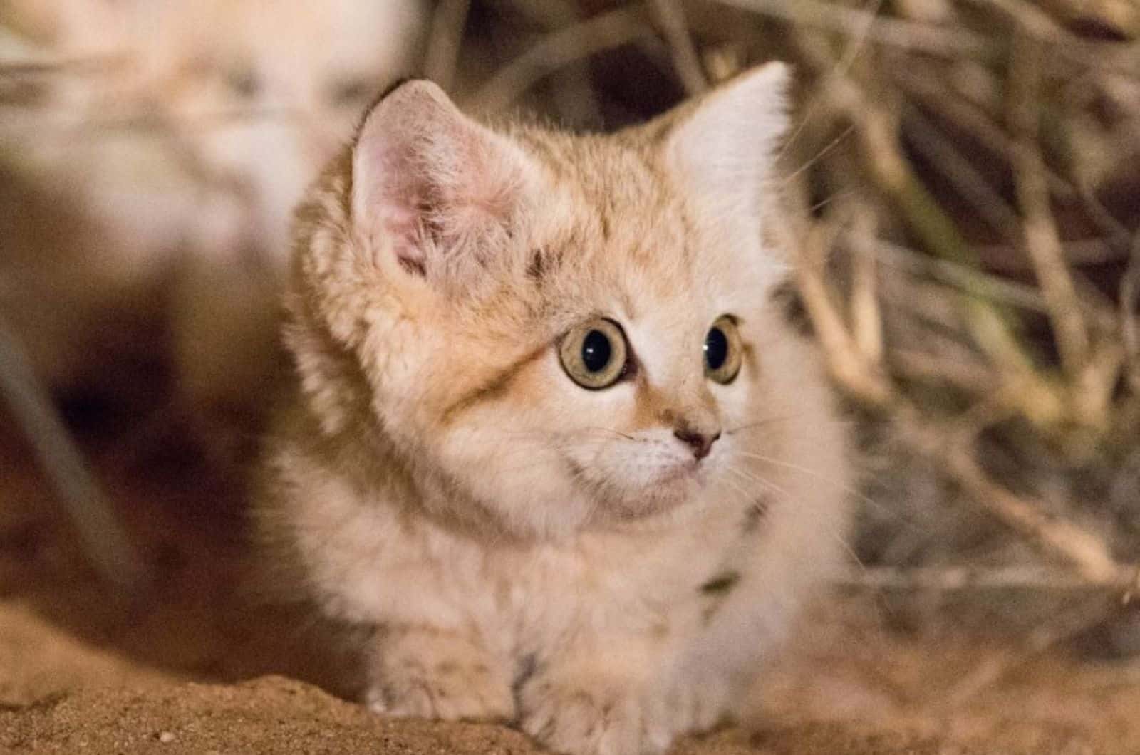 cute kitten laying on a sand