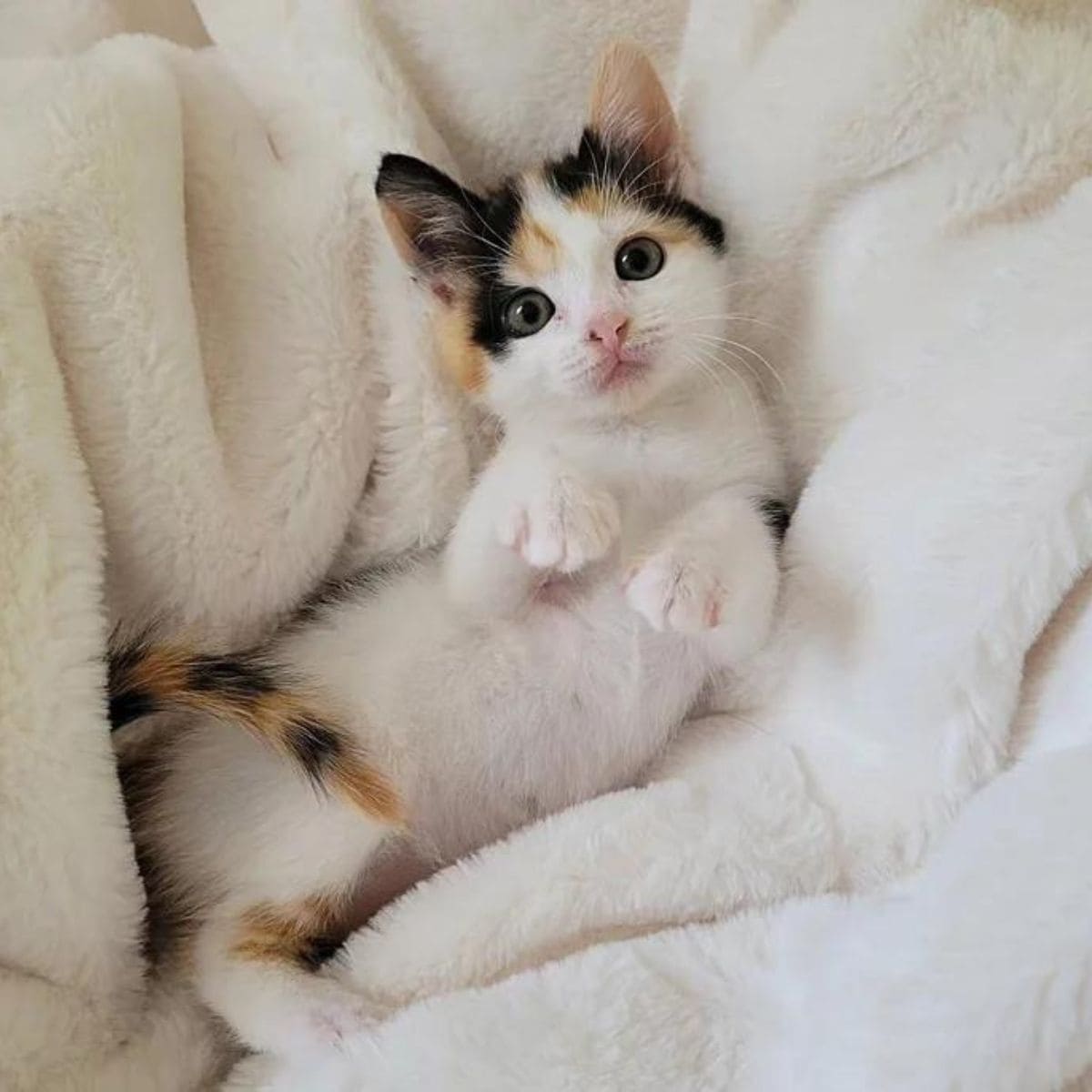 cute kitten laying on her back