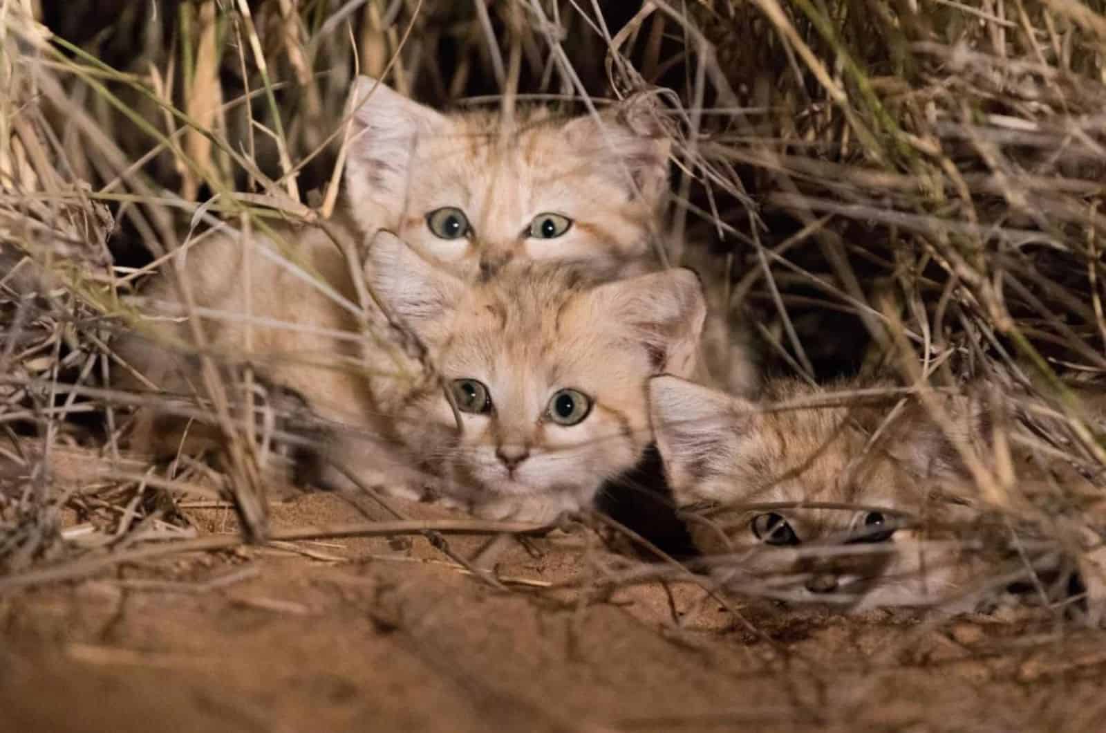 cute kittens in tall grass