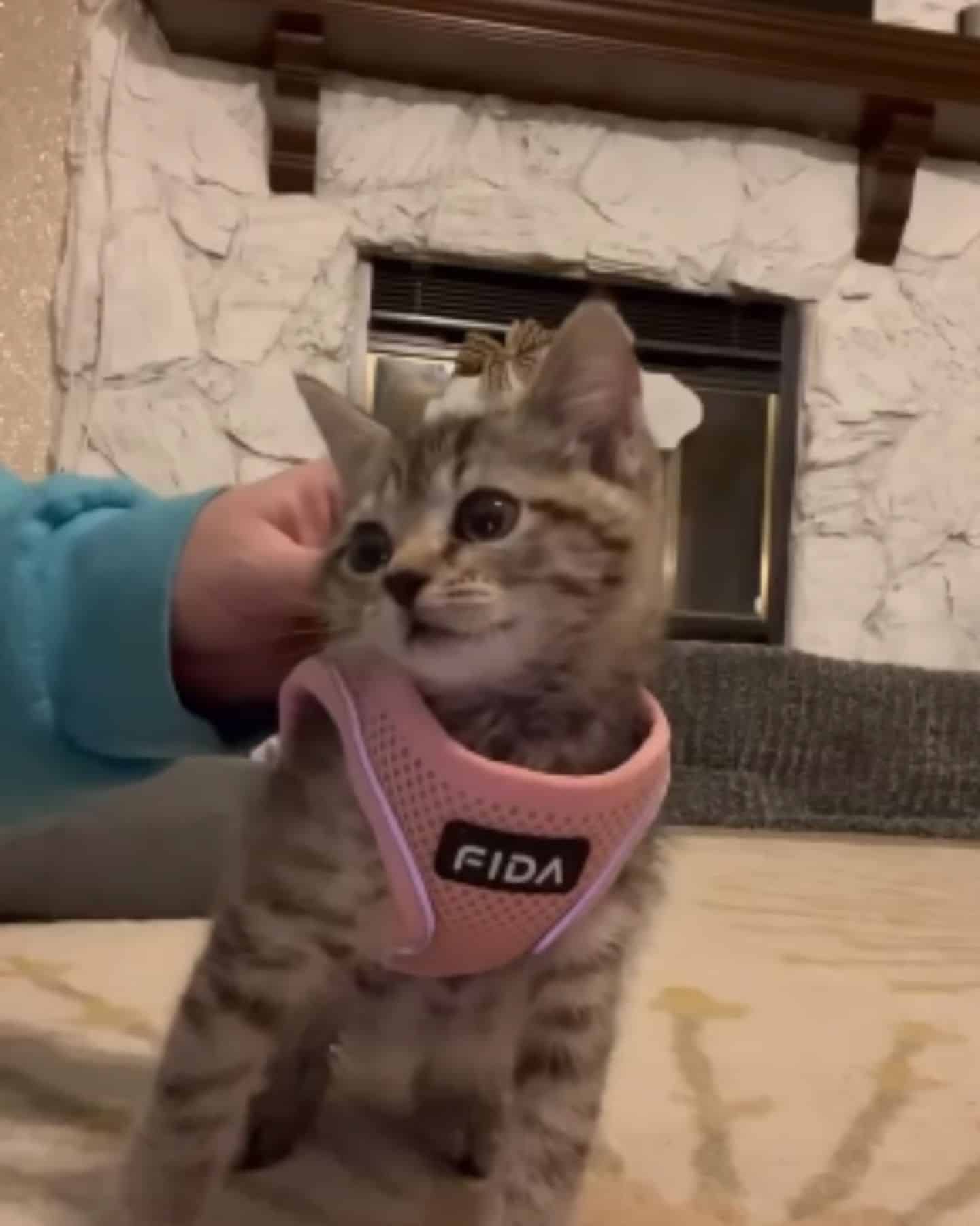 cute kitty in pink clothes