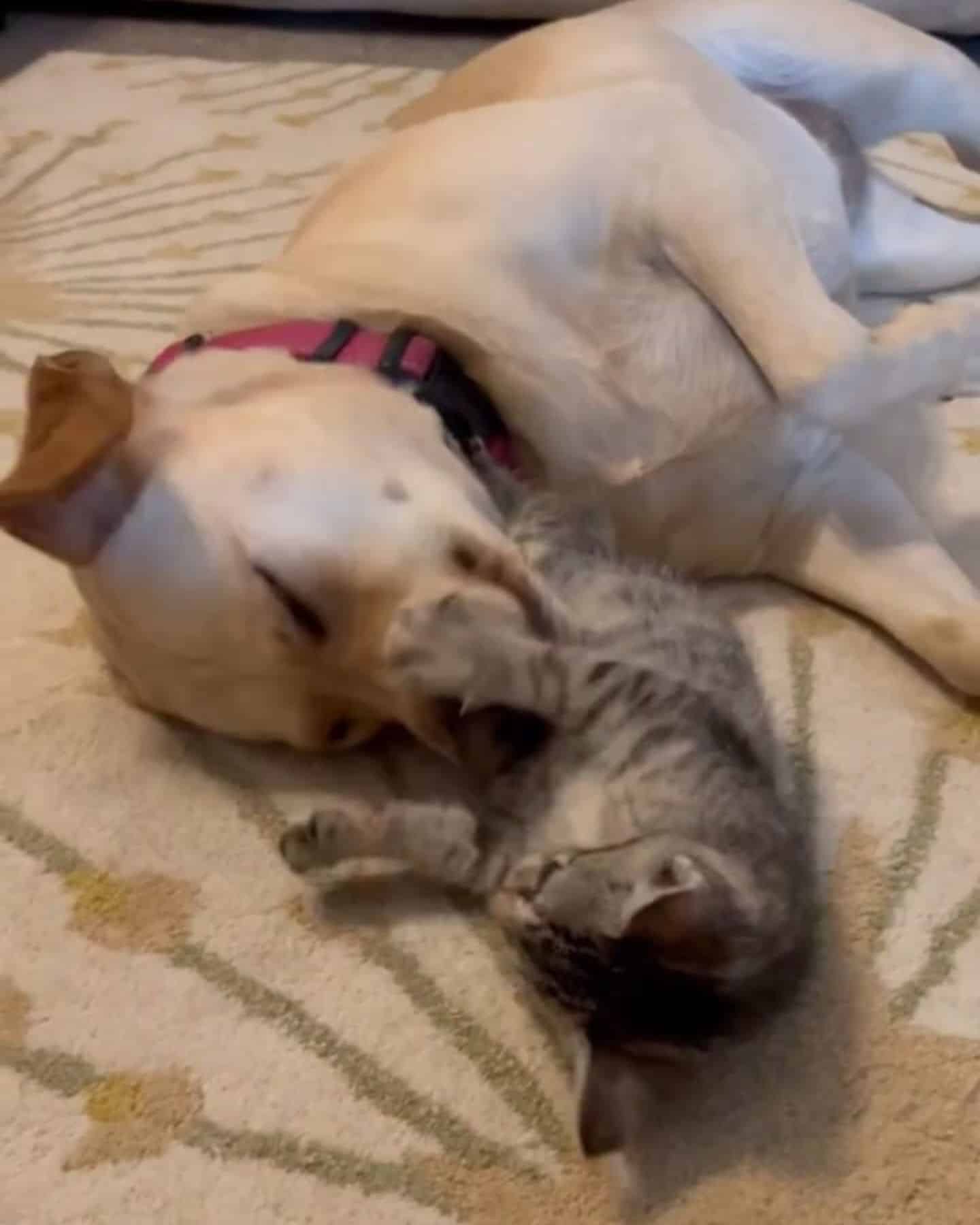 dog cuddling with kitty