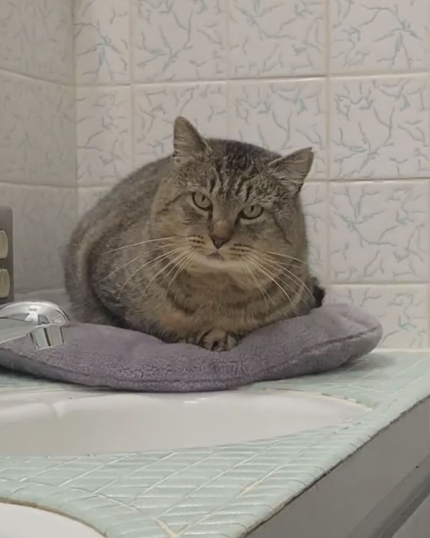 fat cat in bathroom