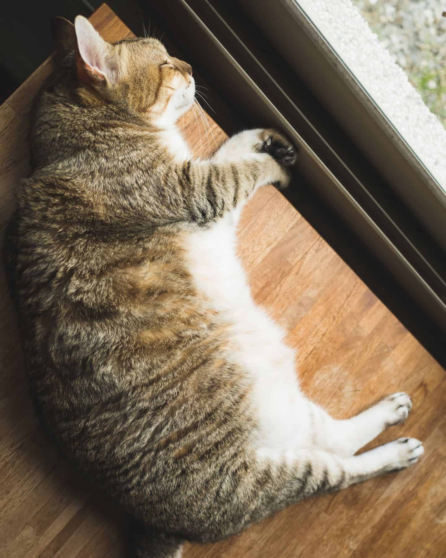 fat cat laying next to window