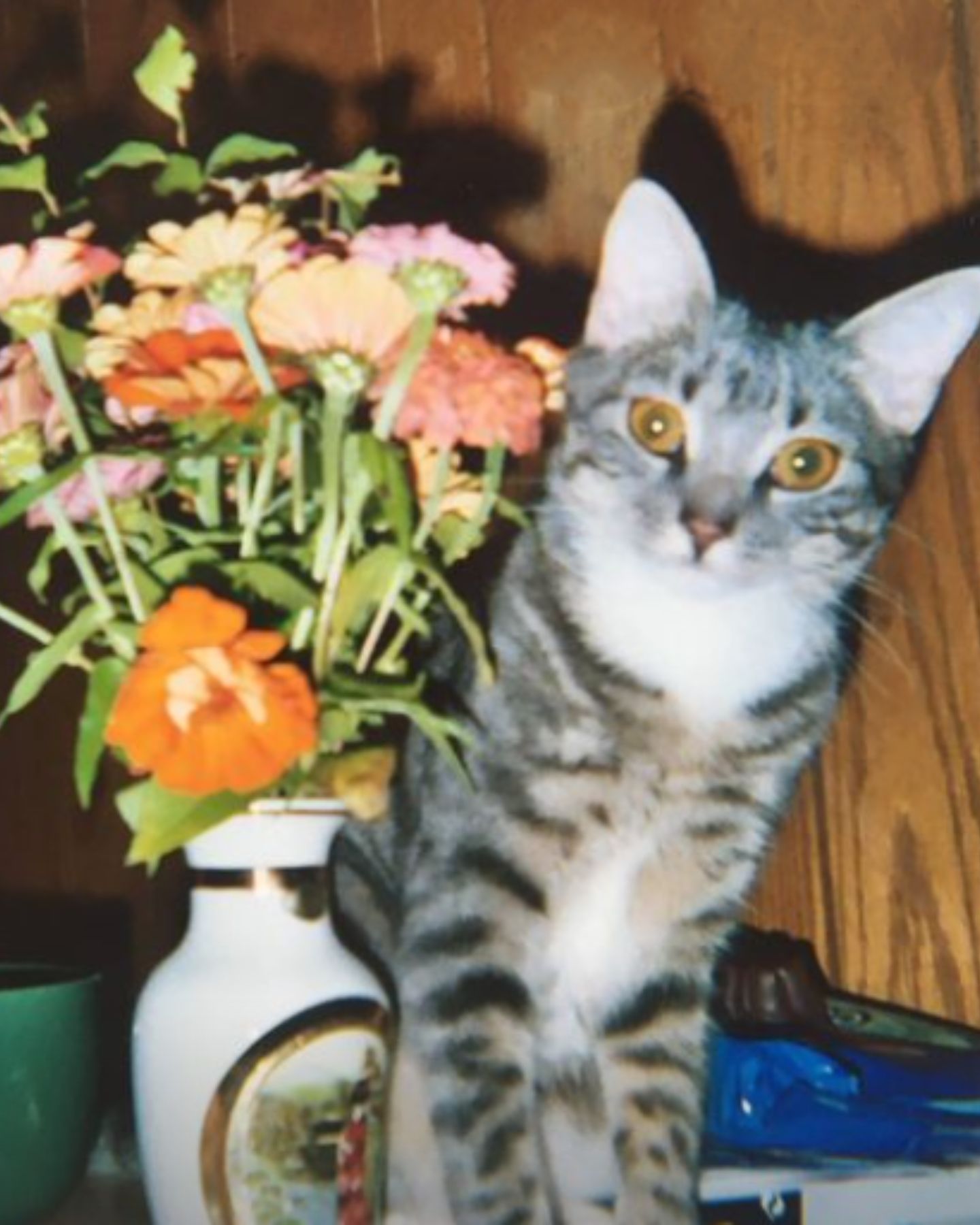 flowers and gray cat