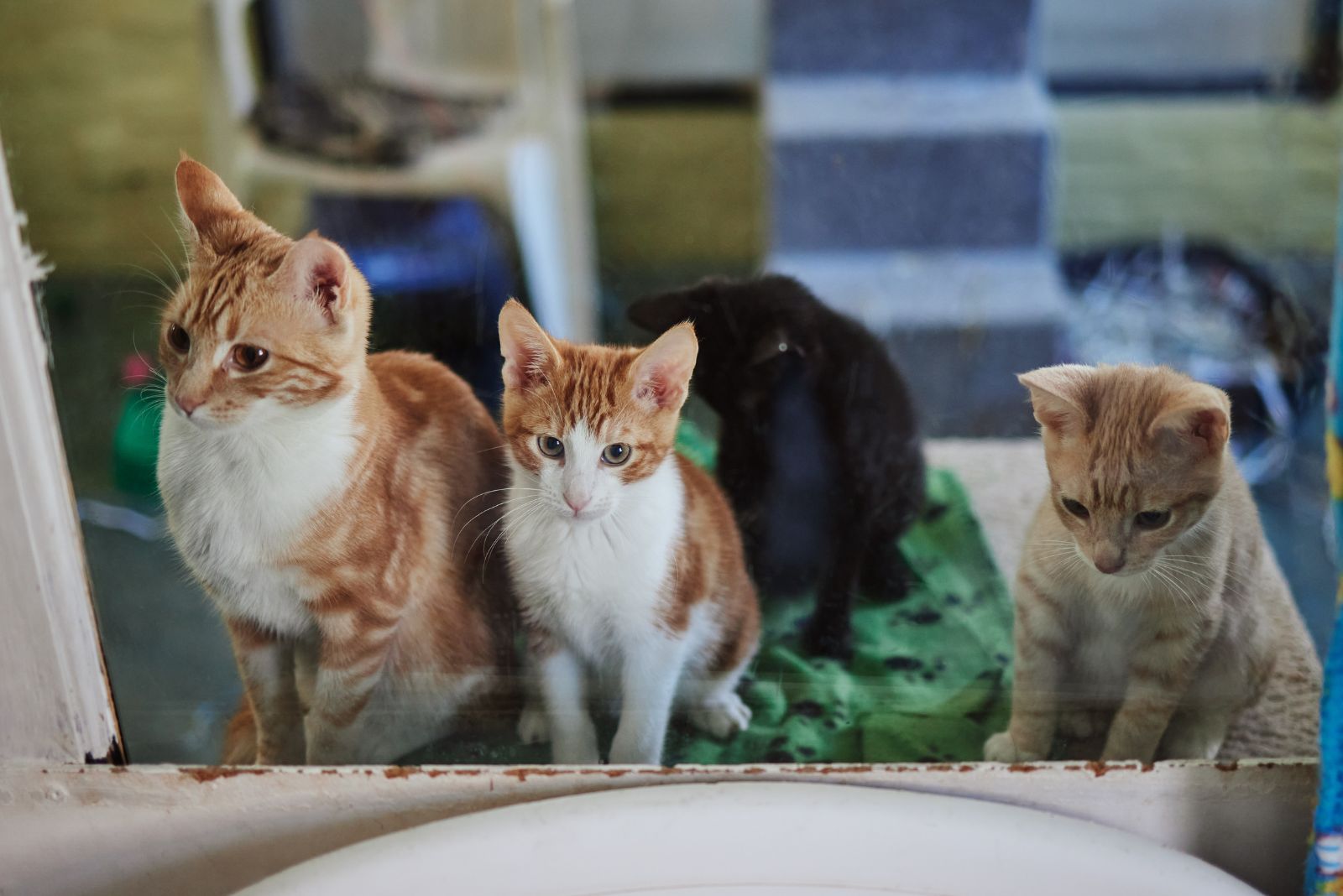 four kittens behind the glass