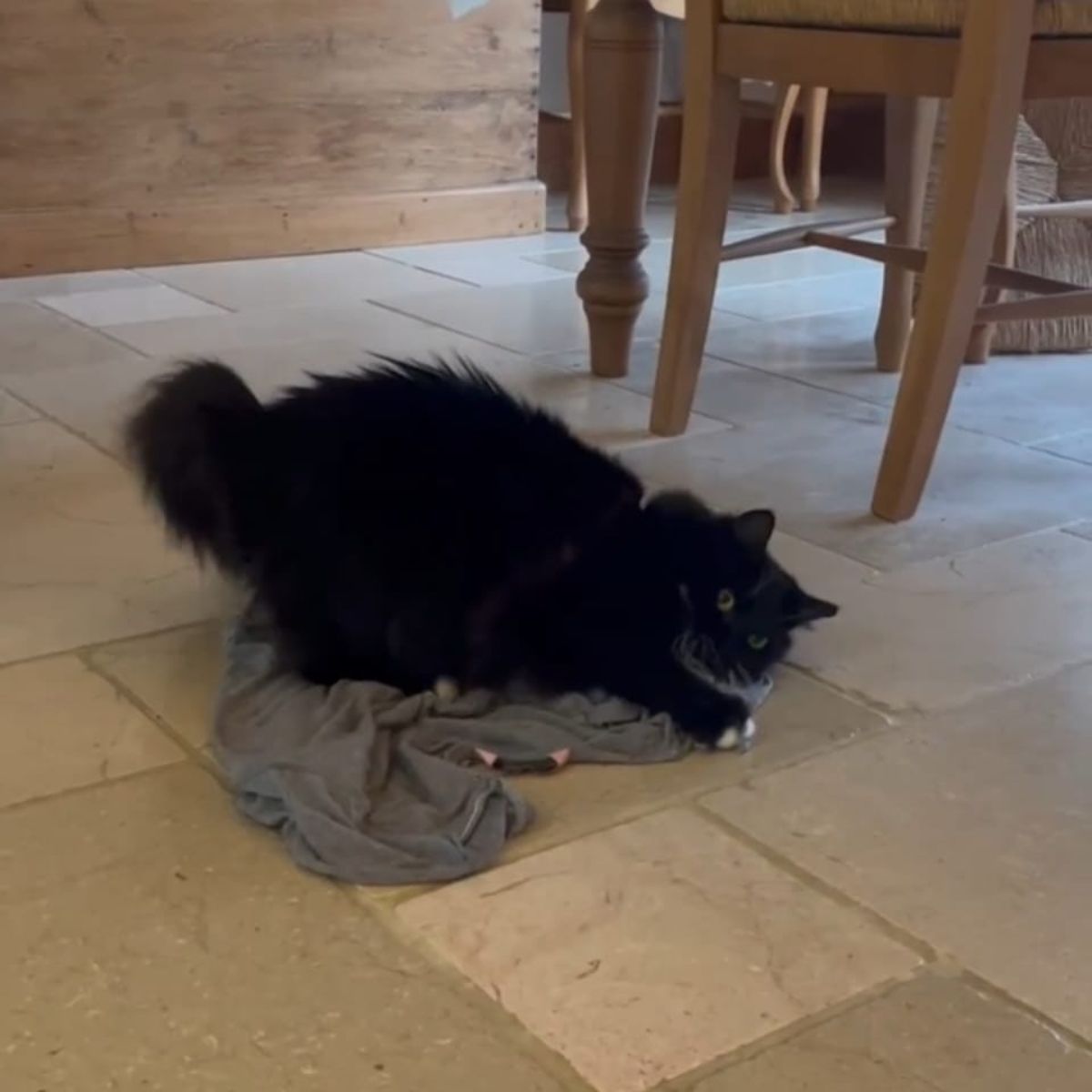 funny black cat on floor