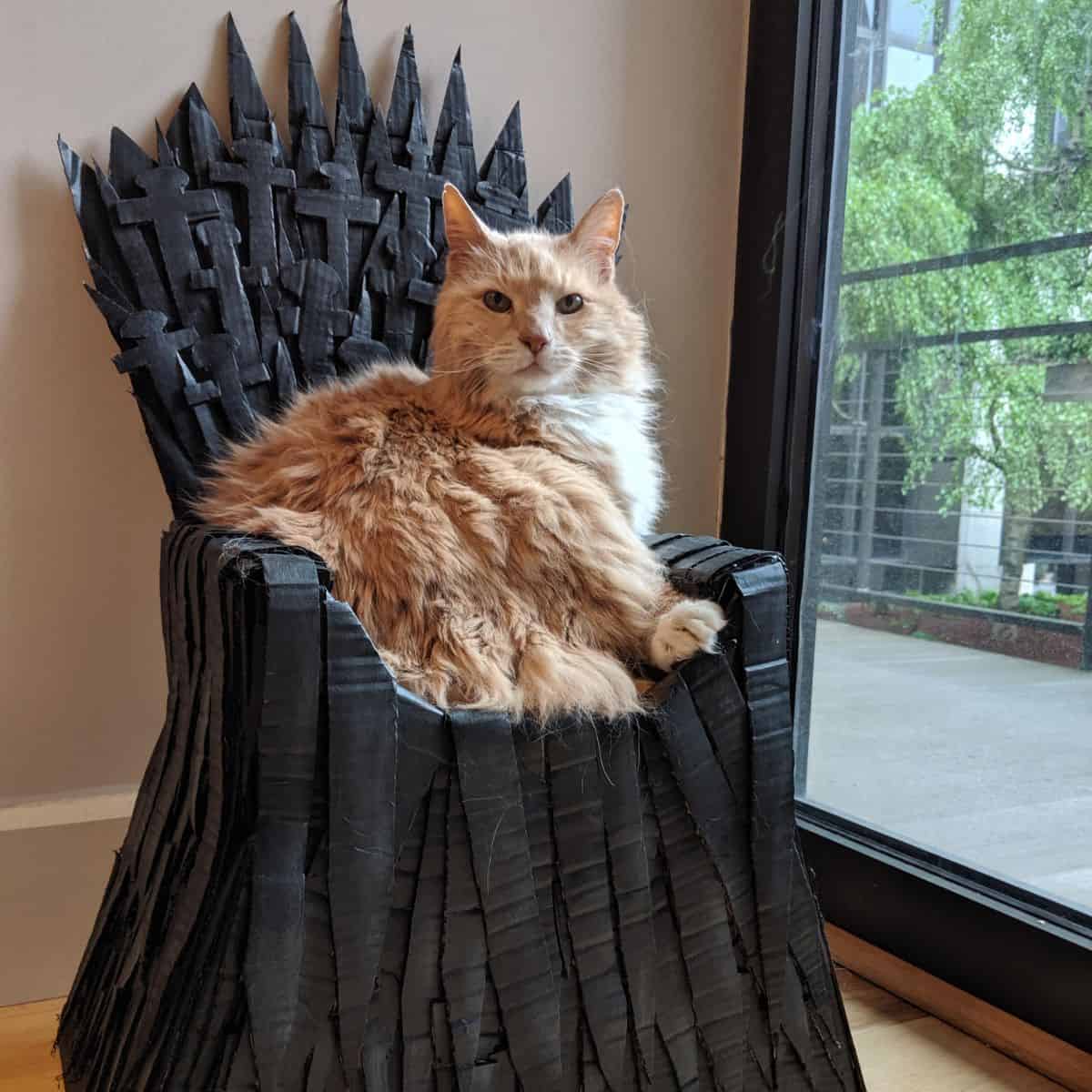 funny cat on throne chair