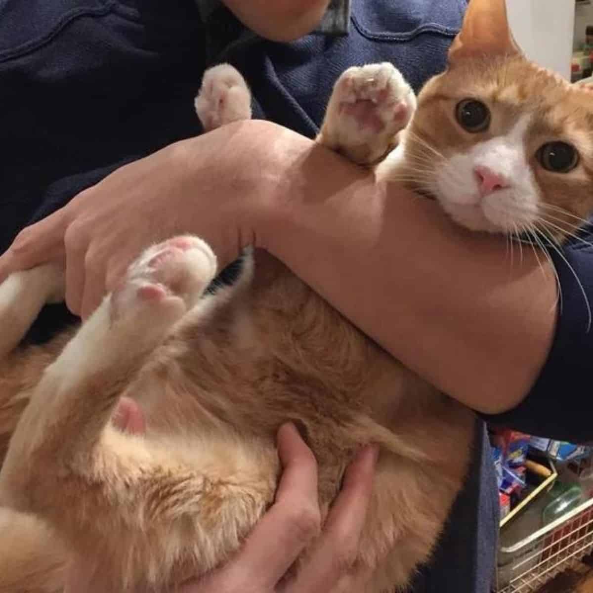 ginger cat in human hands