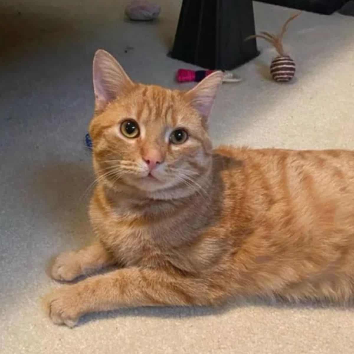 ginger cat laying down on rug
