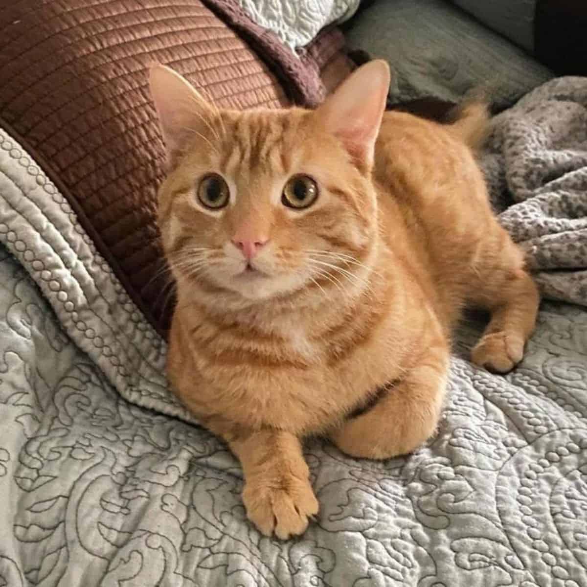 ginger cat laying down