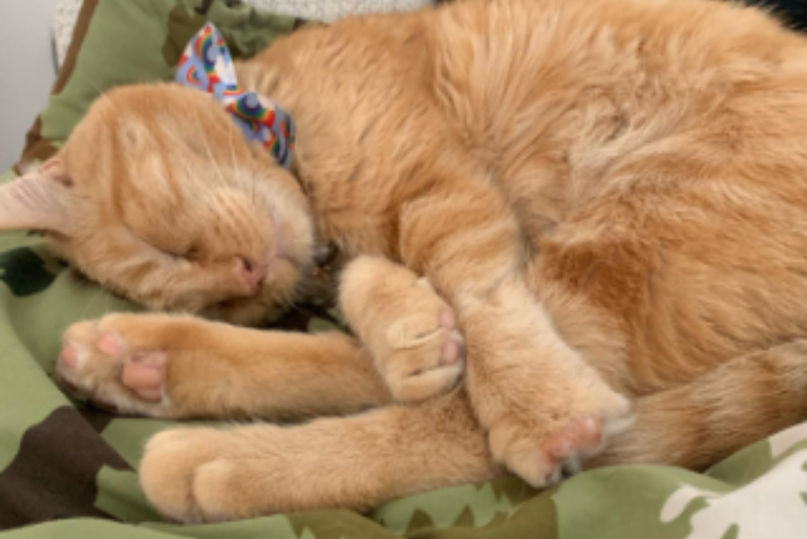 ginger cat sleeping