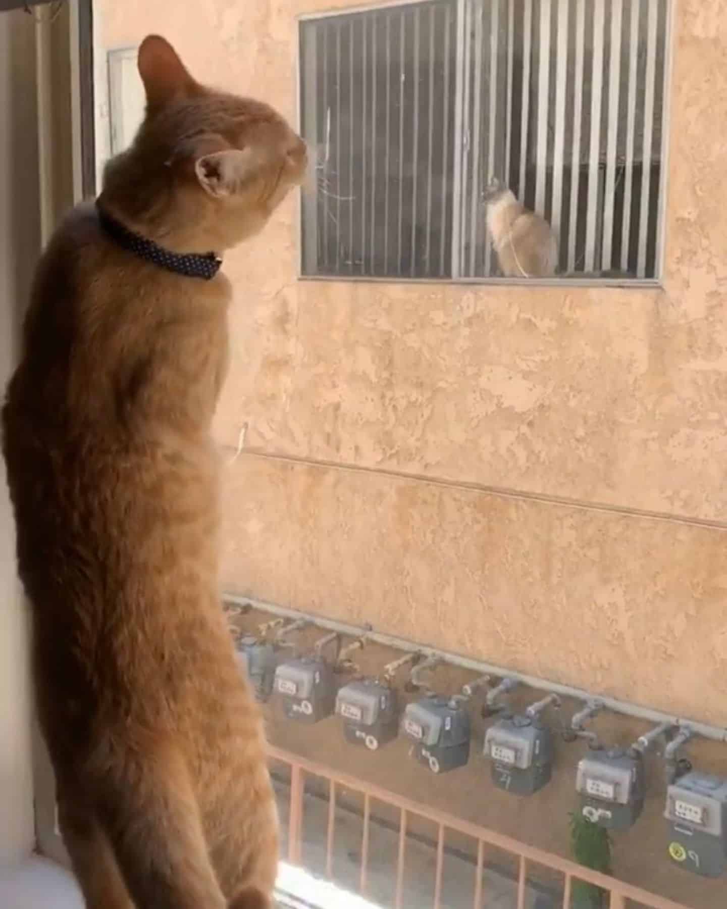 ginger cat stalking other cat