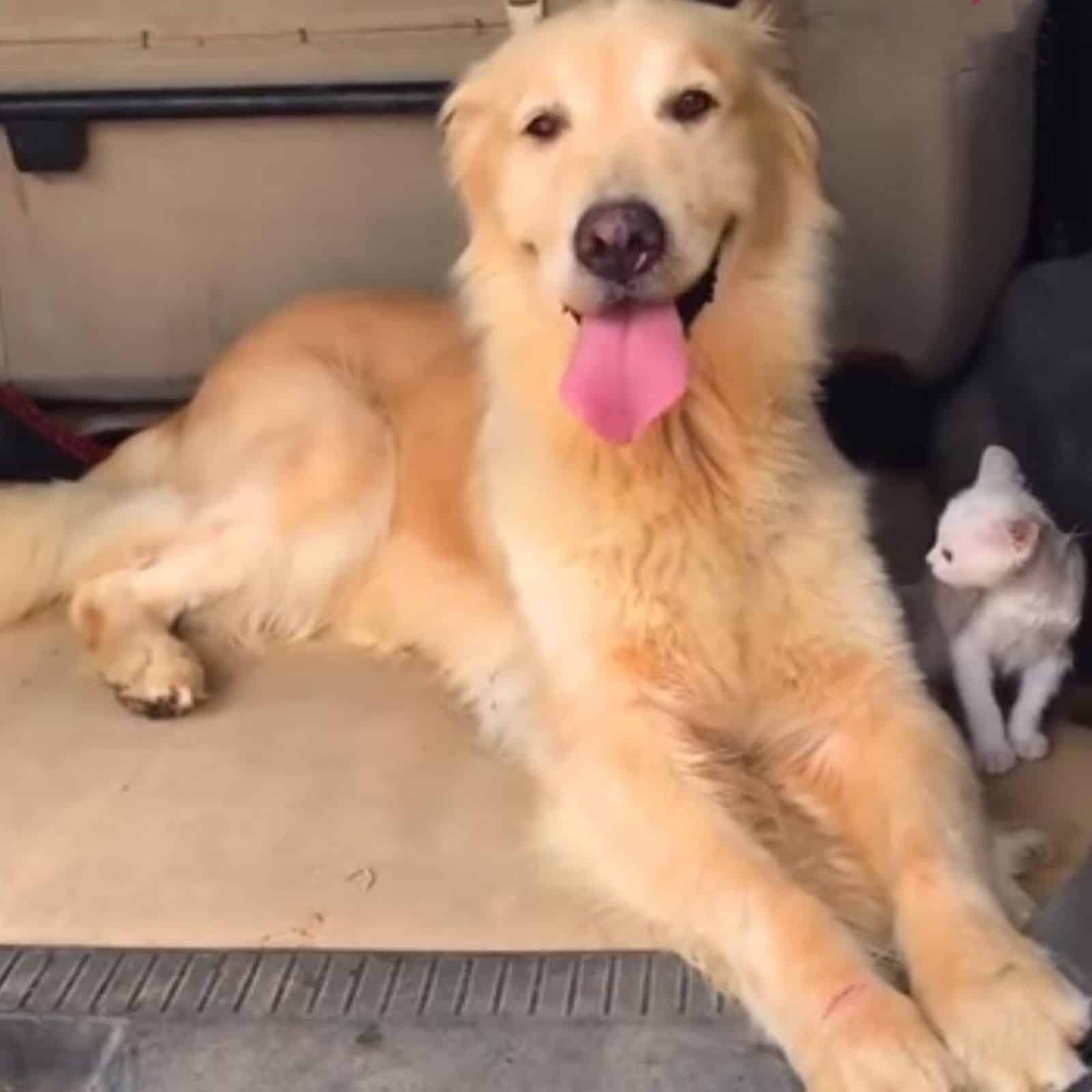 golden retriever dog eith kitten in the car