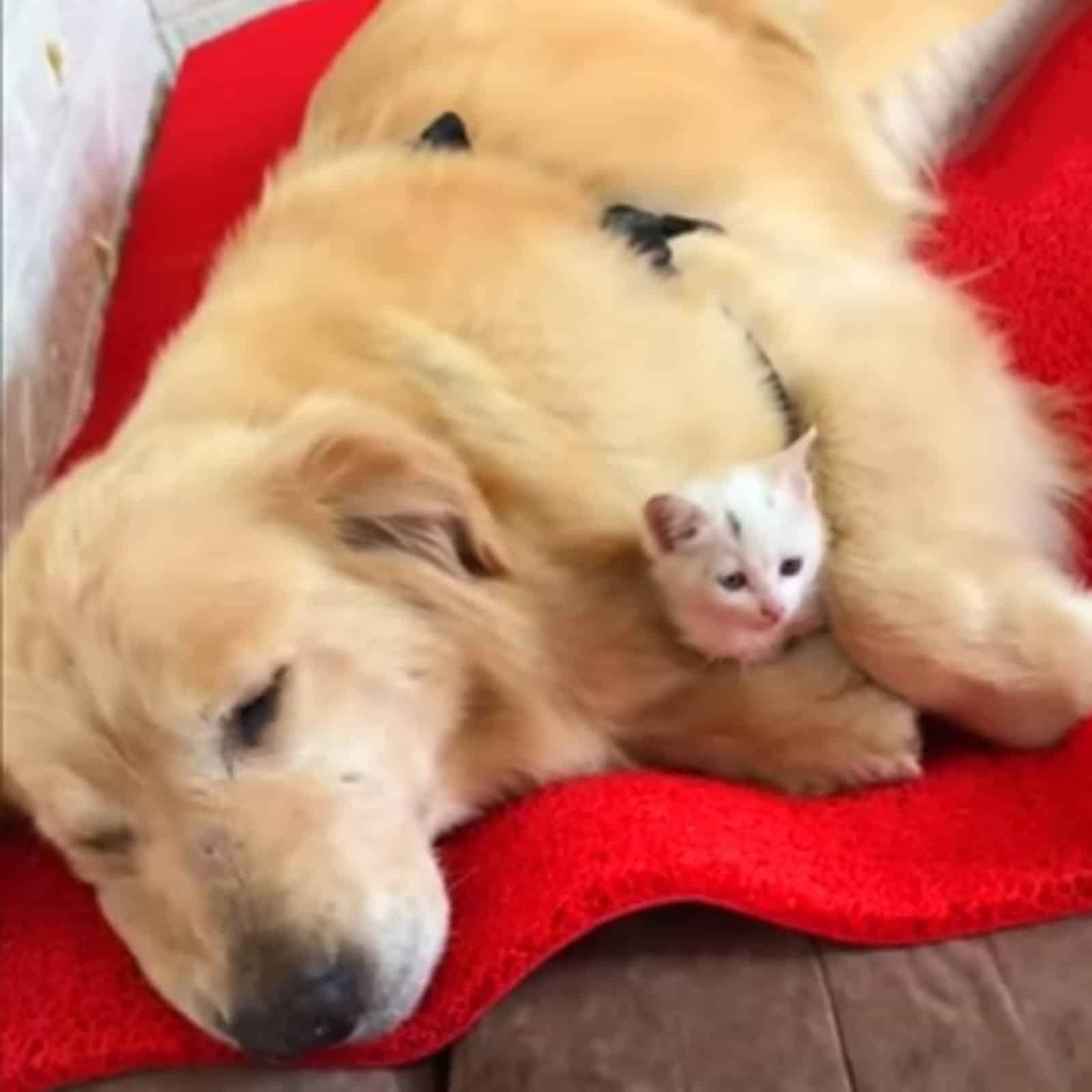 golden retriever dog laying with cute kitten