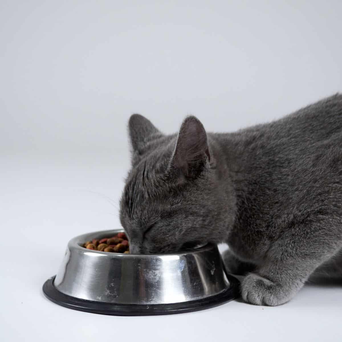 gray cat eating food