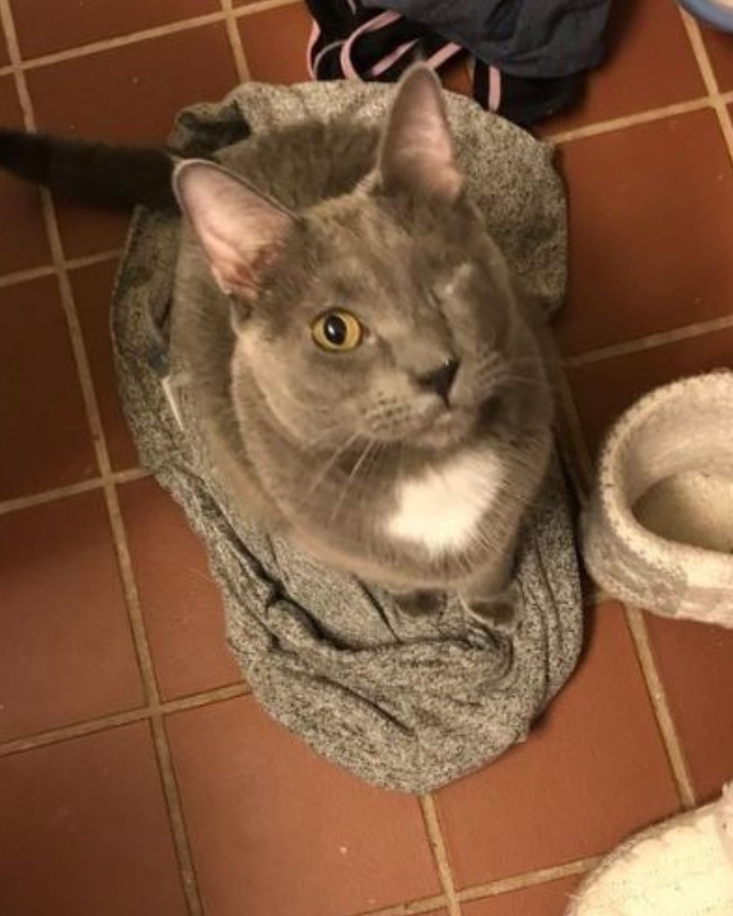 grey cat with one eye