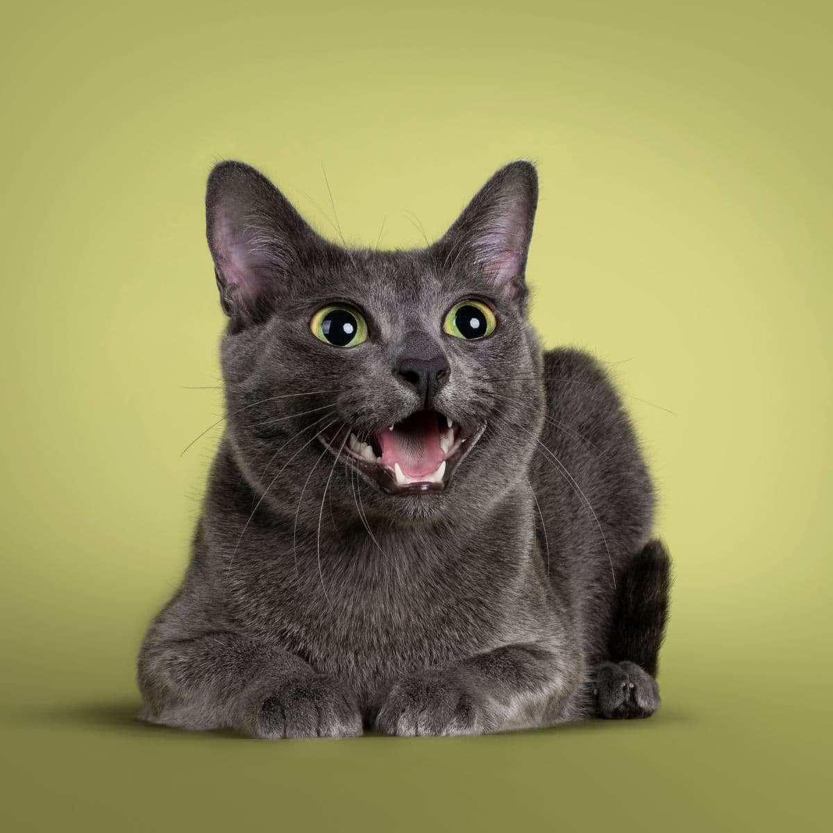 happy gray cat
