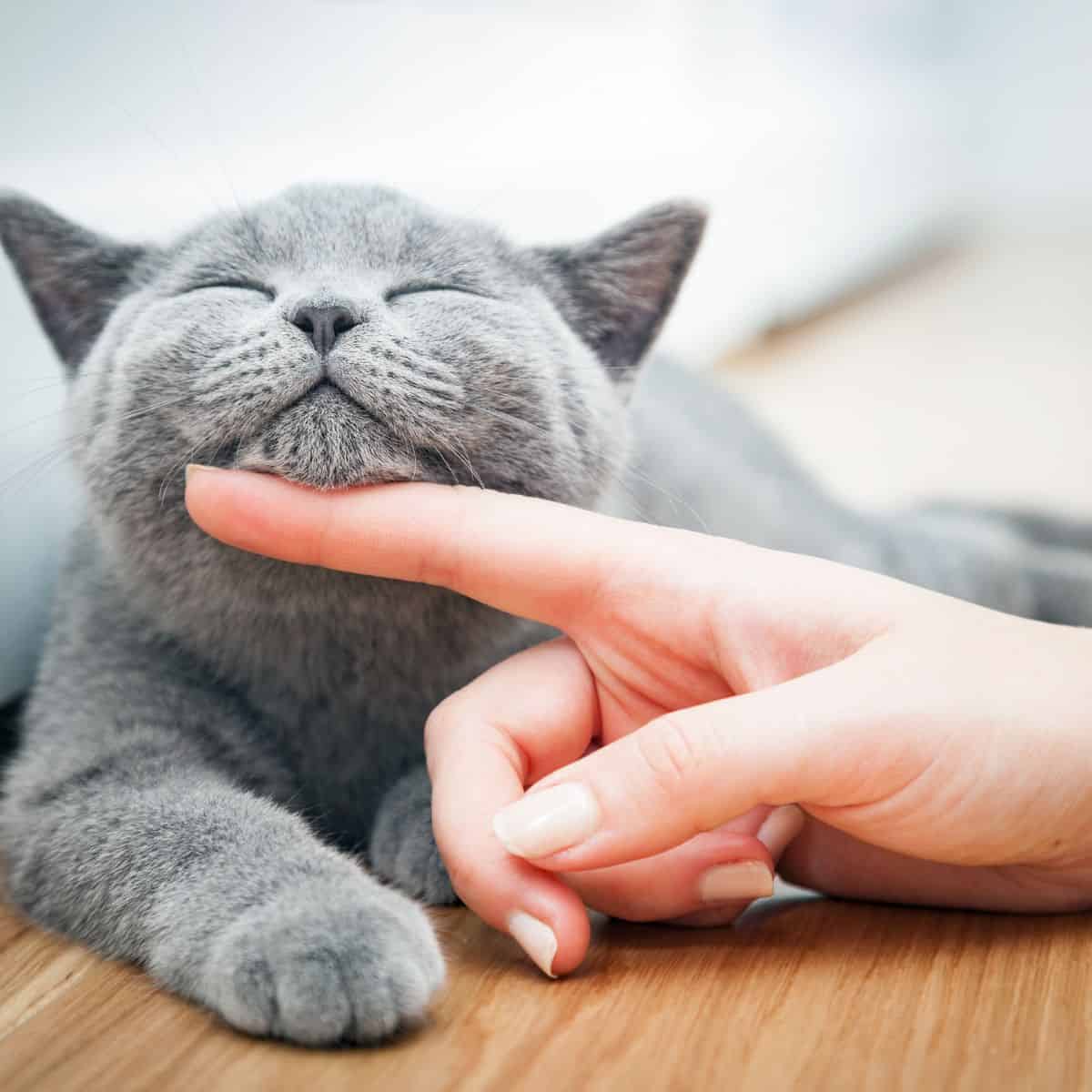 human petting gray cat