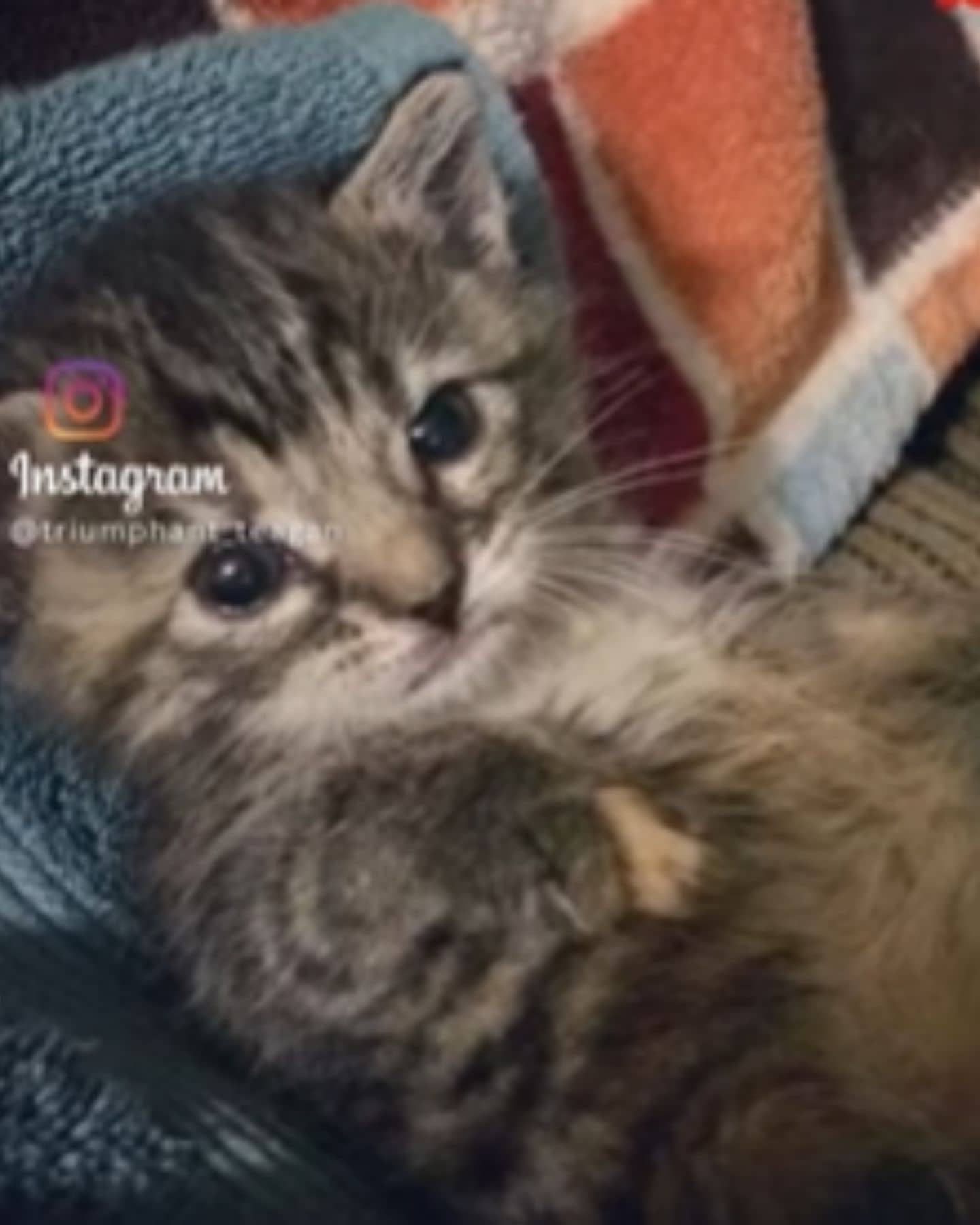 instagram post of a kitten