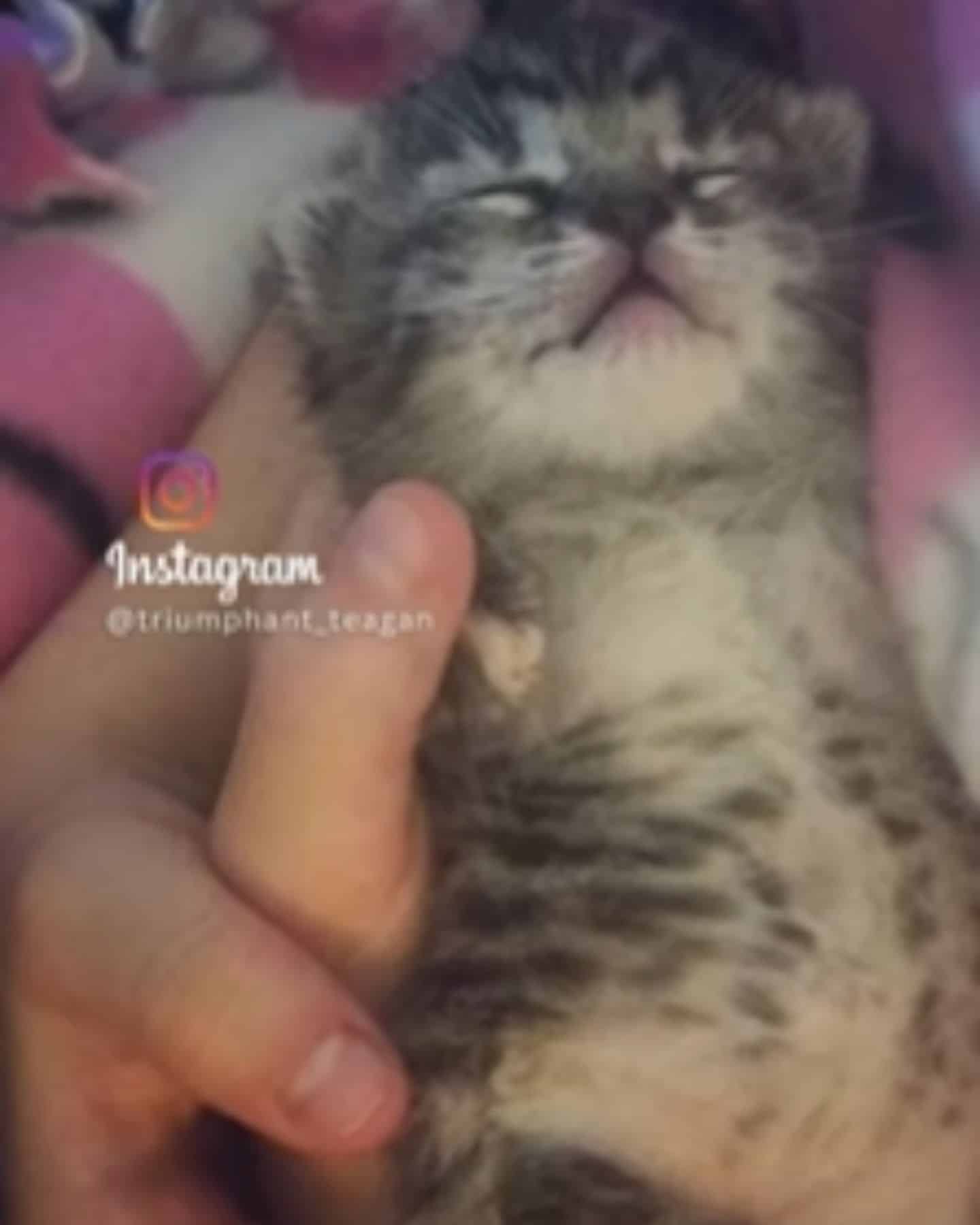 instagram post of kitten being cuddled
