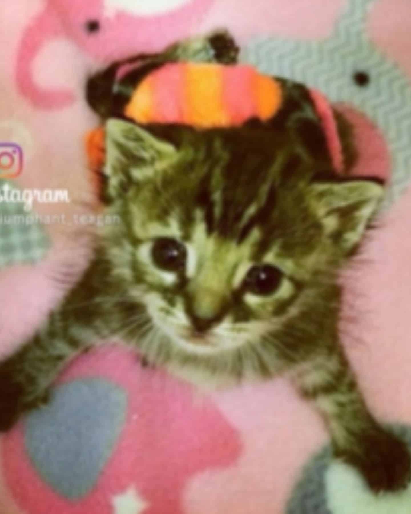 instagram post of kitten