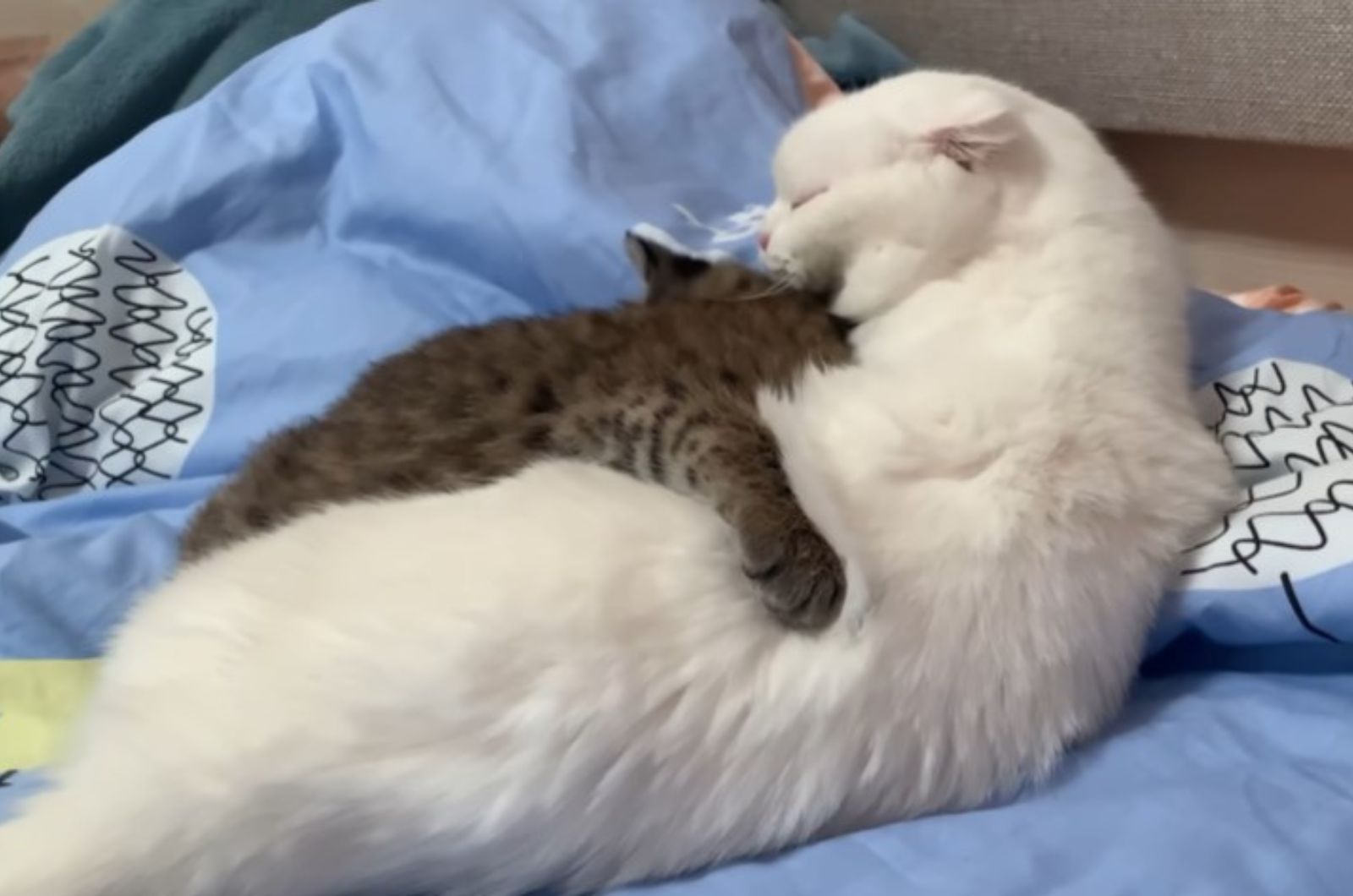 kitten hugging cat