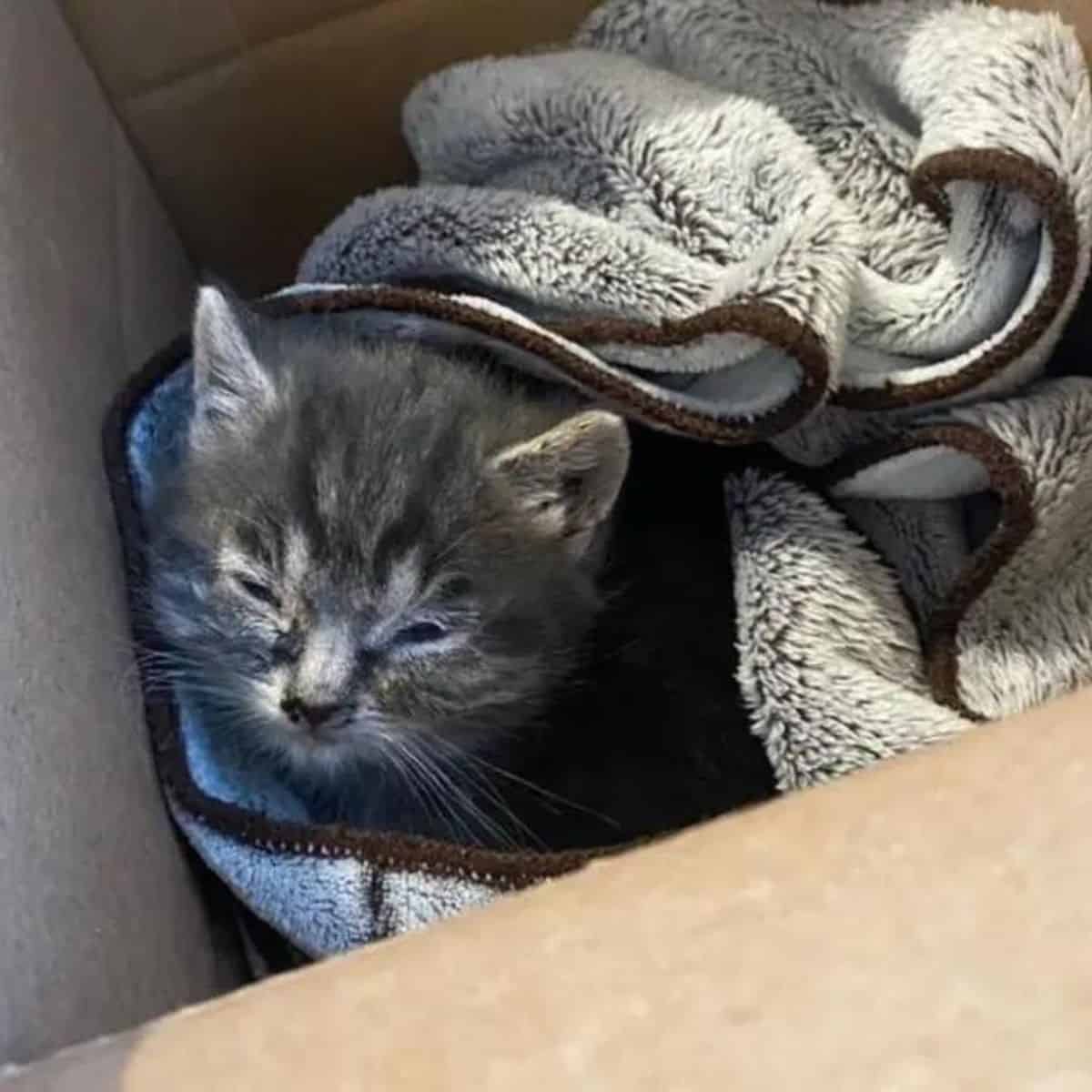 kitten in a box with a blanket