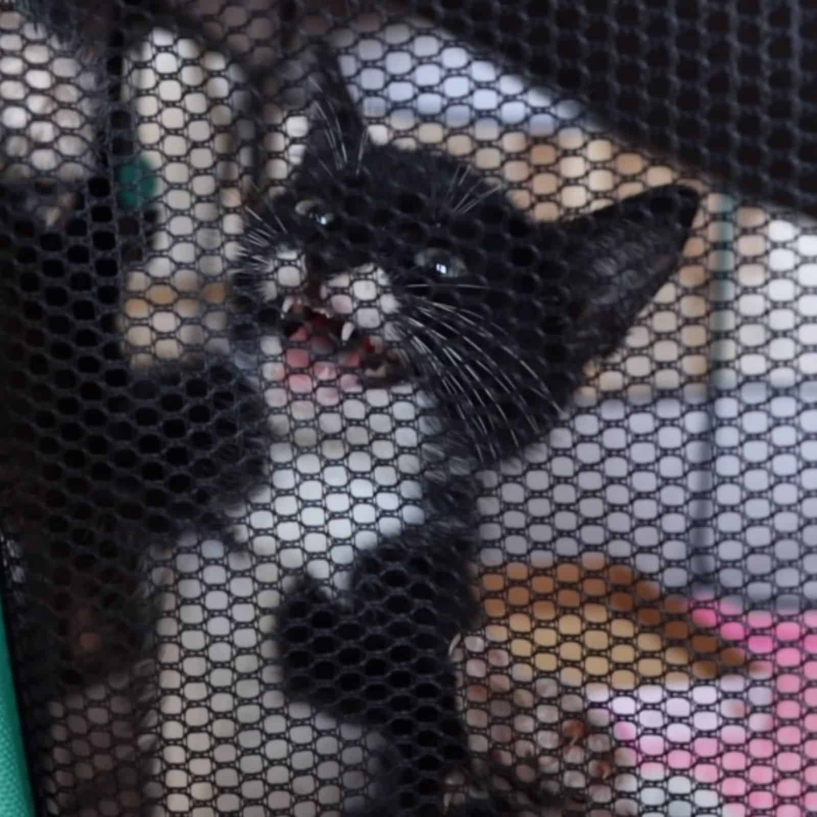 kitten in a playpen