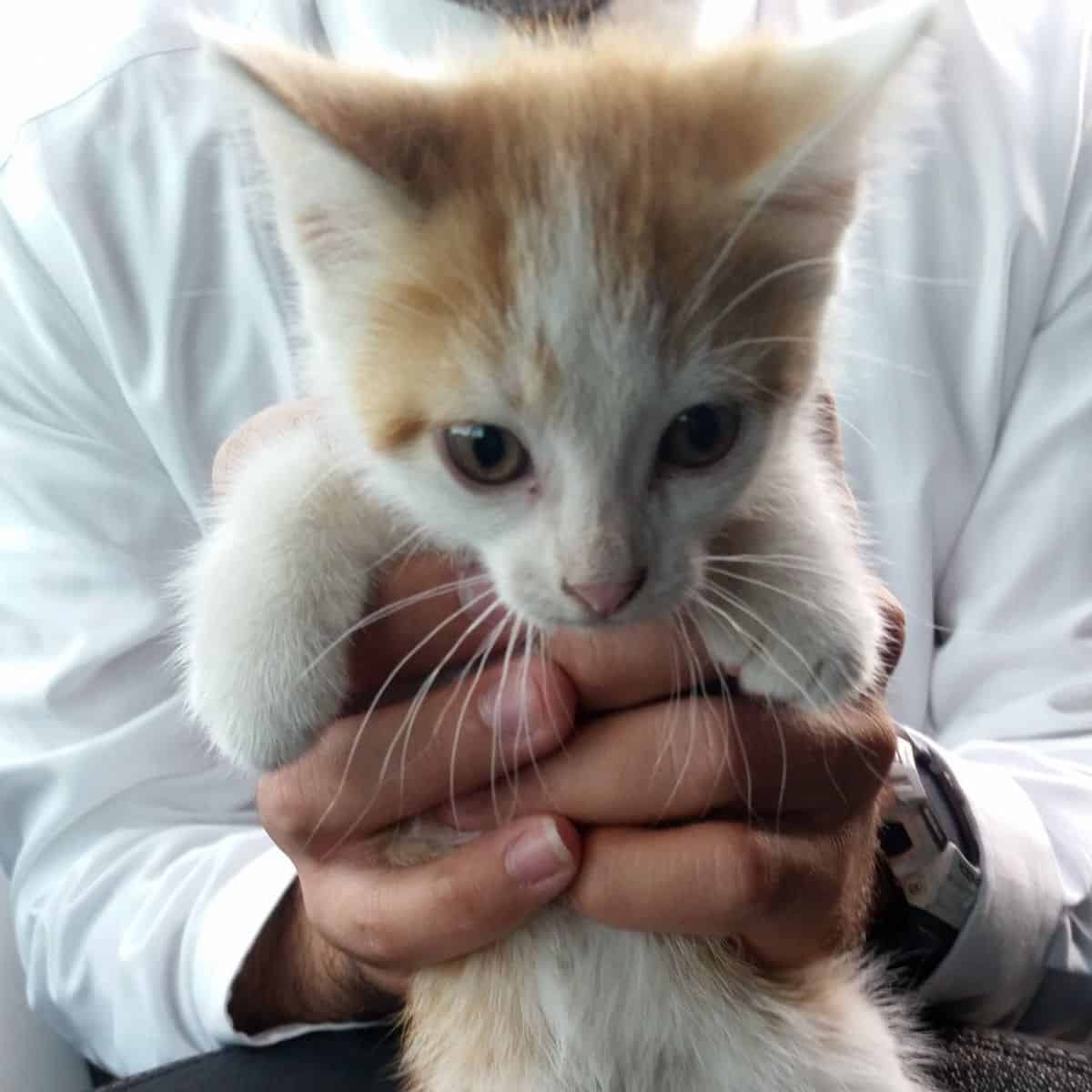 kitten in hands in front of camera