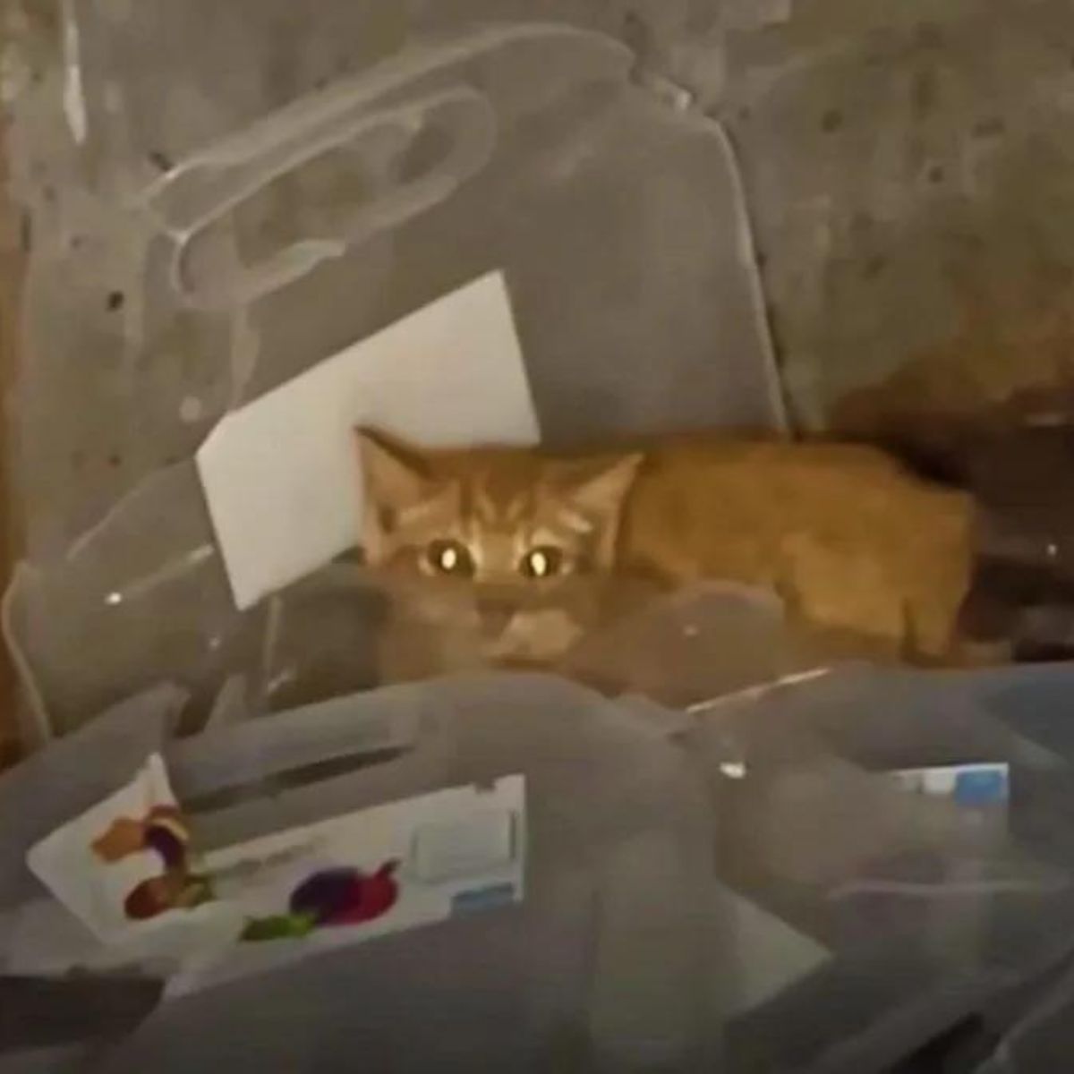 kitten in junk