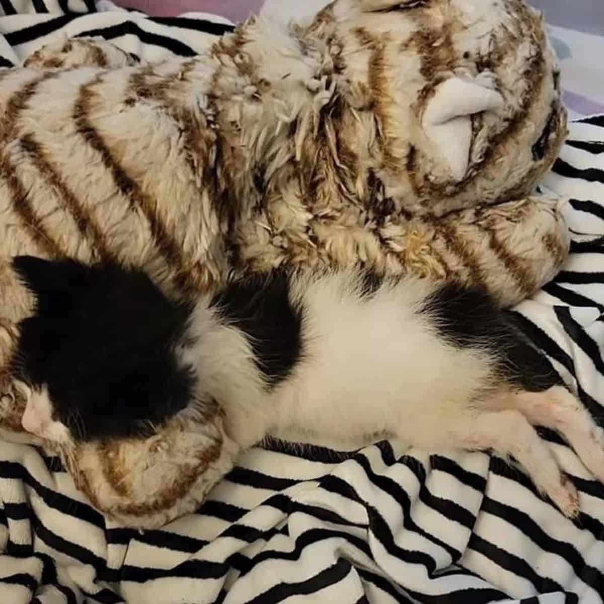 kitten lying next to a stuffed animal
