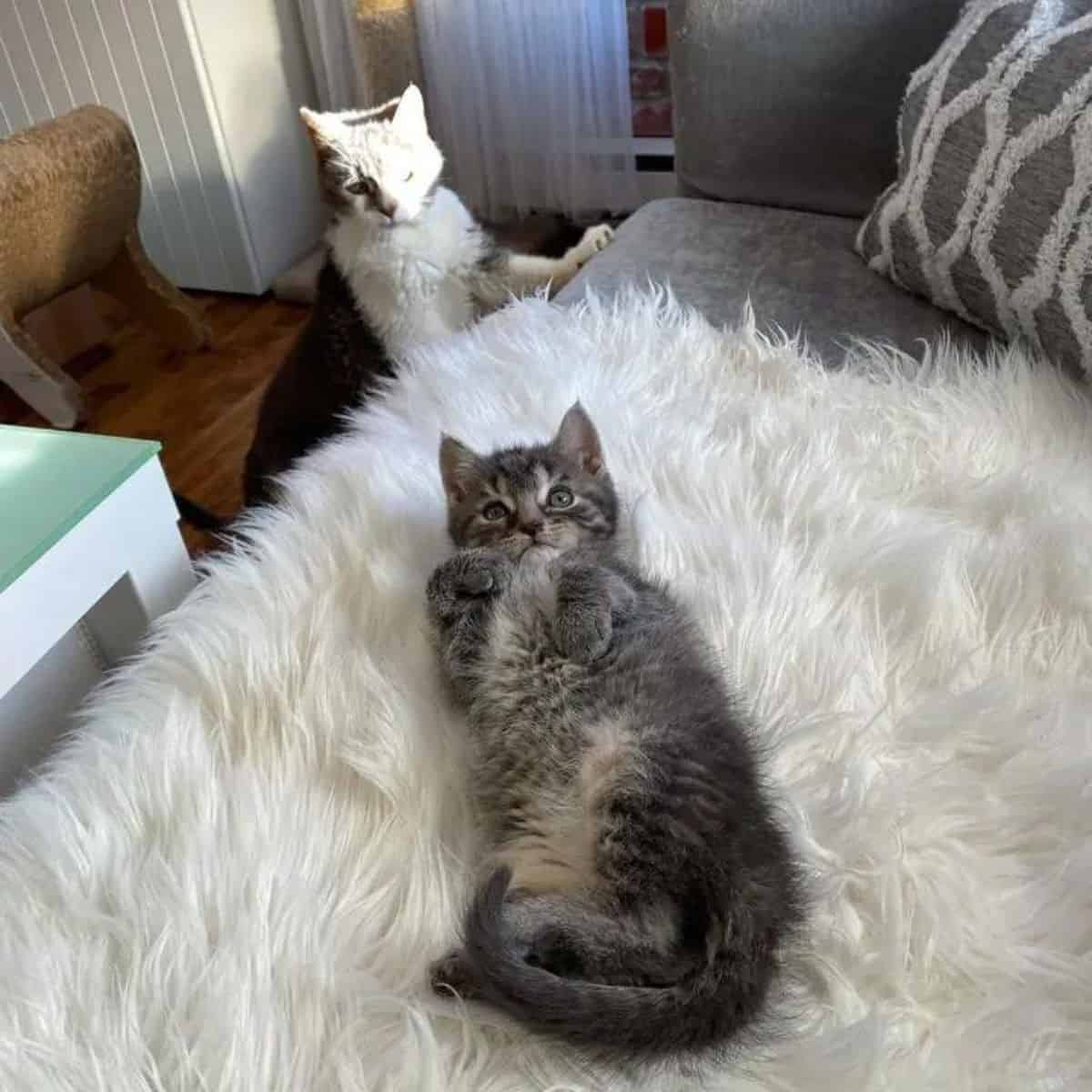 kitten lying on a fluffy white cover