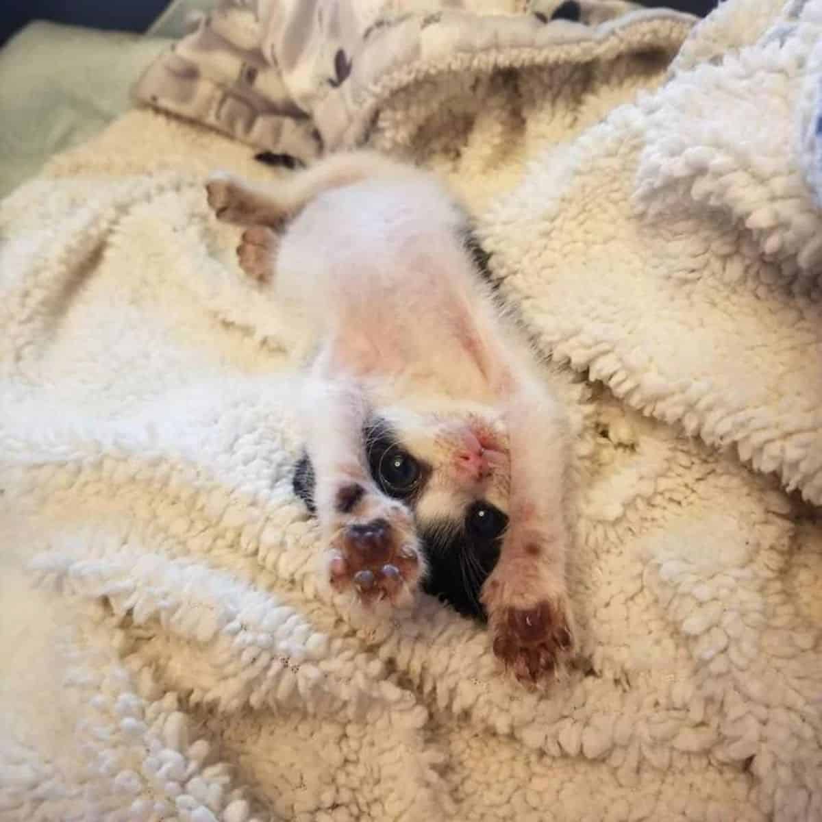 kitten lying on its back
