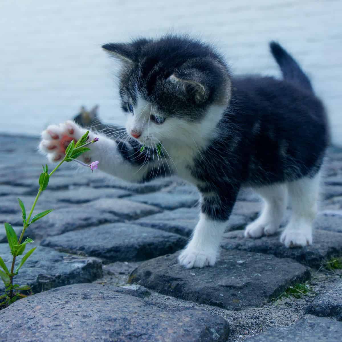 kitten playing with plant