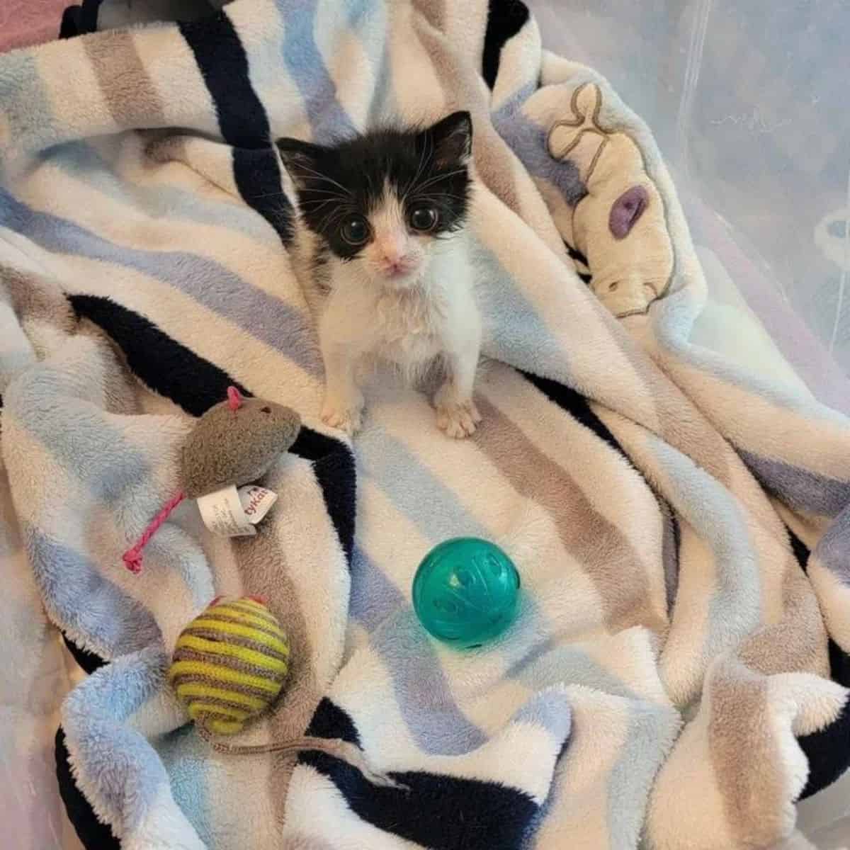 kitten sitting on a blanket with toys