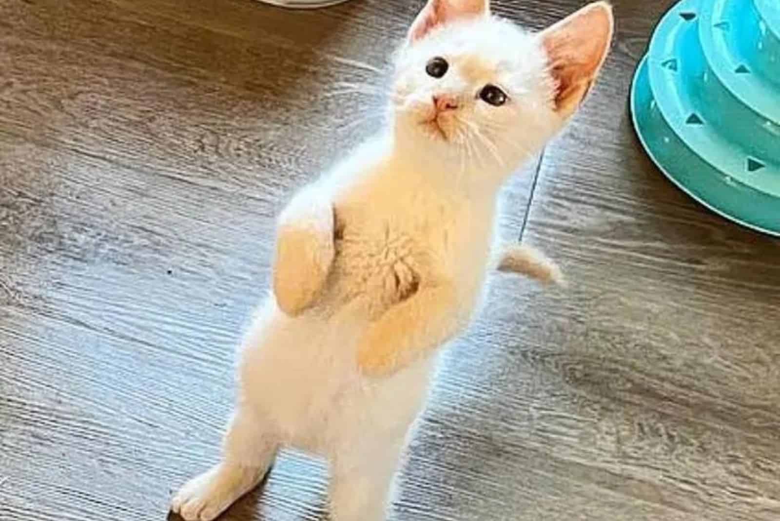 kitten standing on two legs
