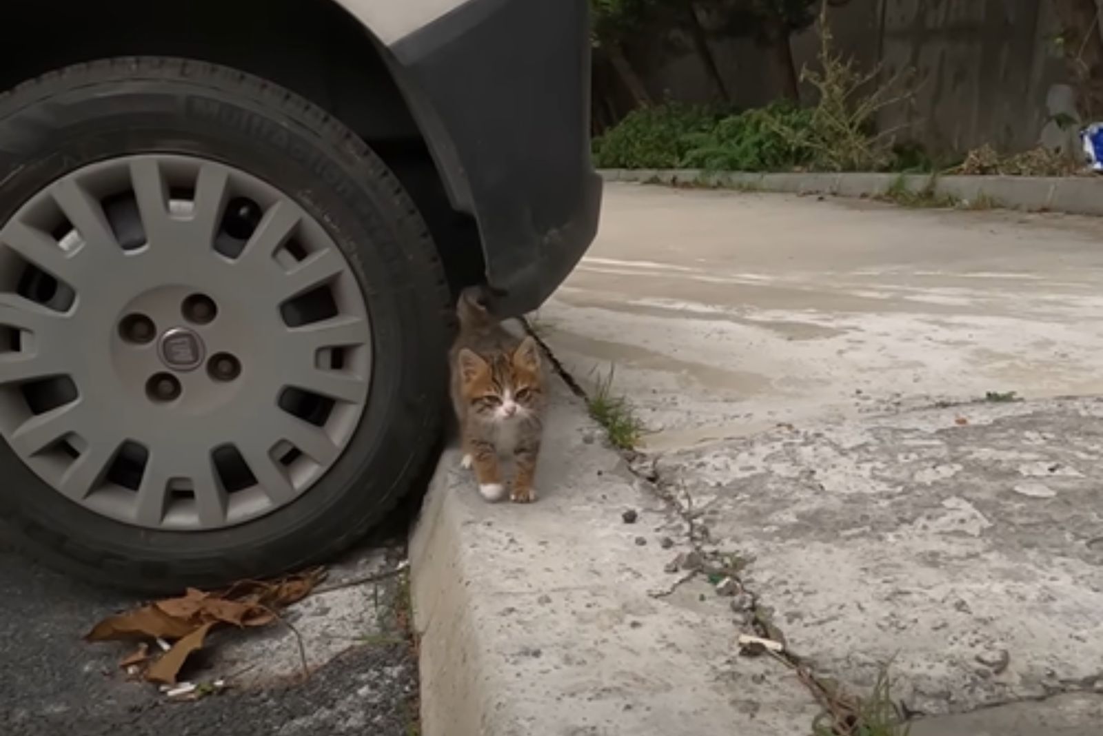 kitten walking around the car