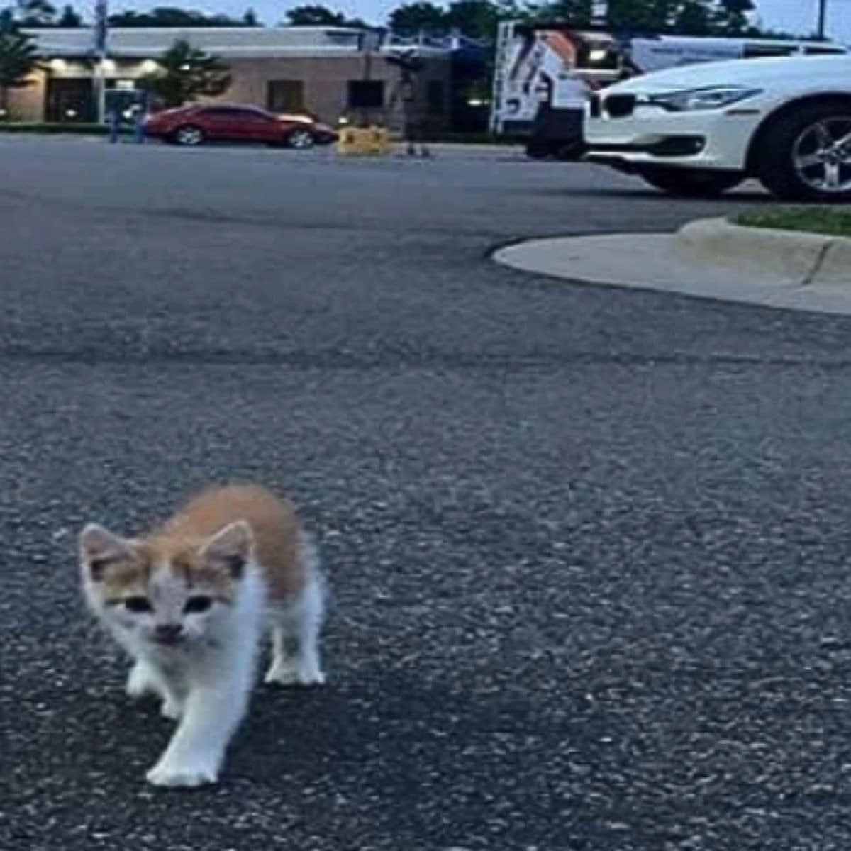 kitten walking outdoor