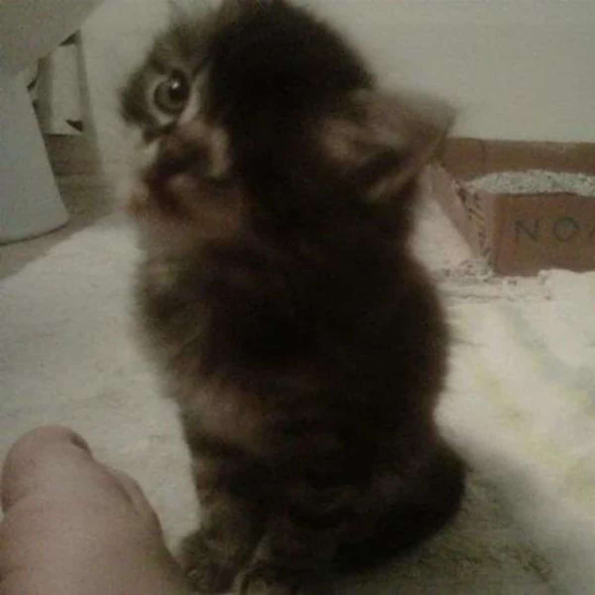 kitten with one eye