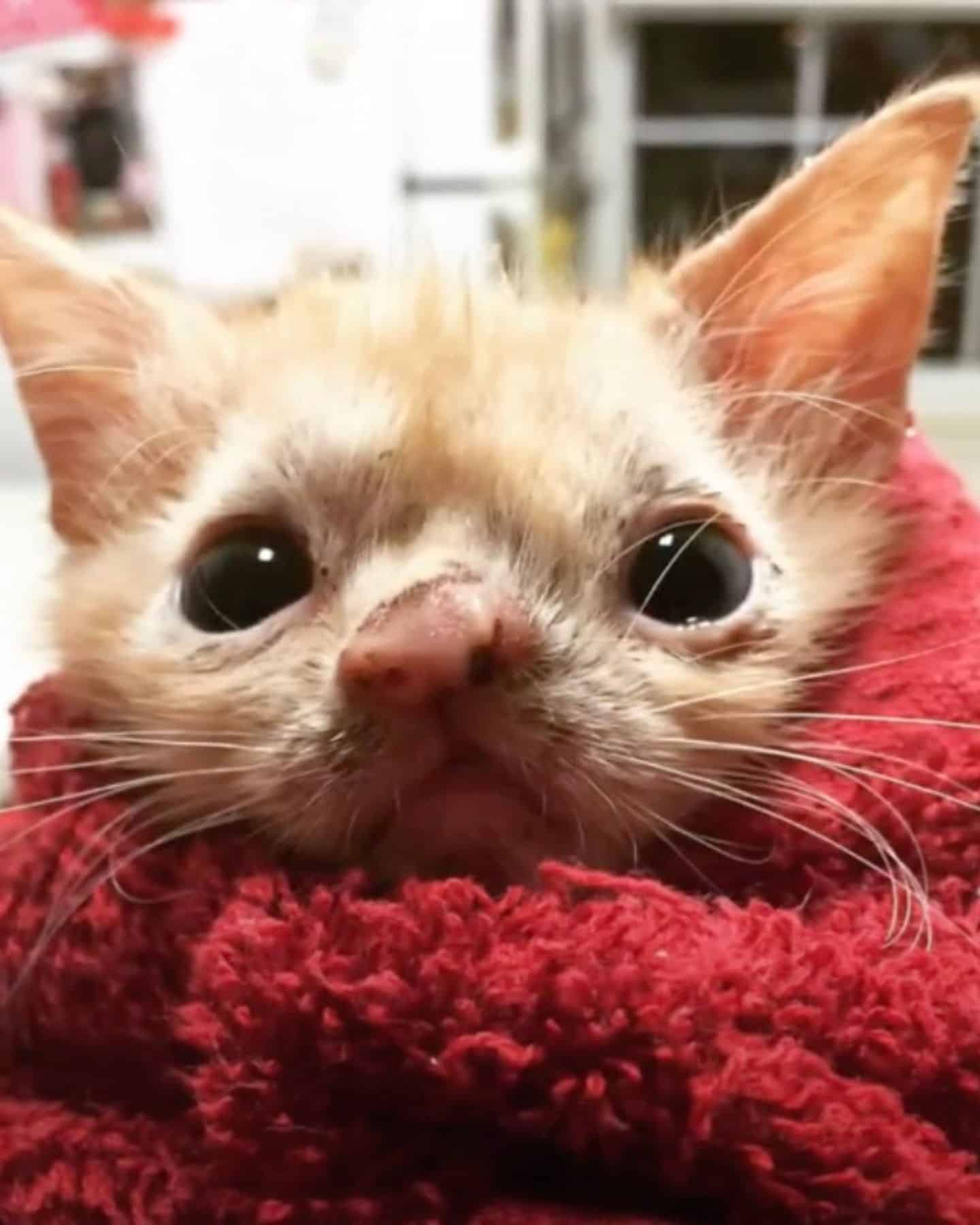 kitten wrapped in a red towel